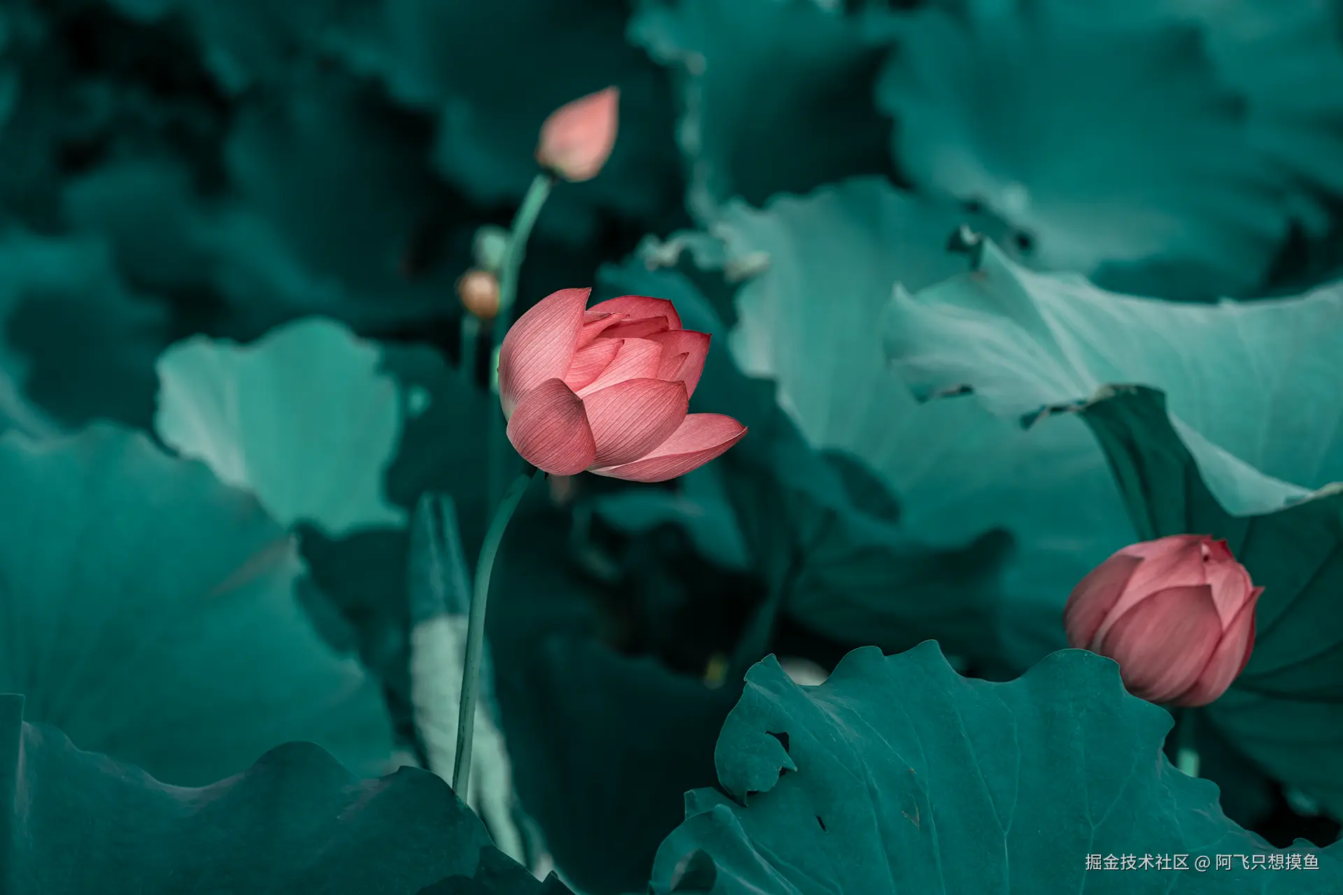 阿飞只想摸鱼于2025-07-16 10:21发布的图片