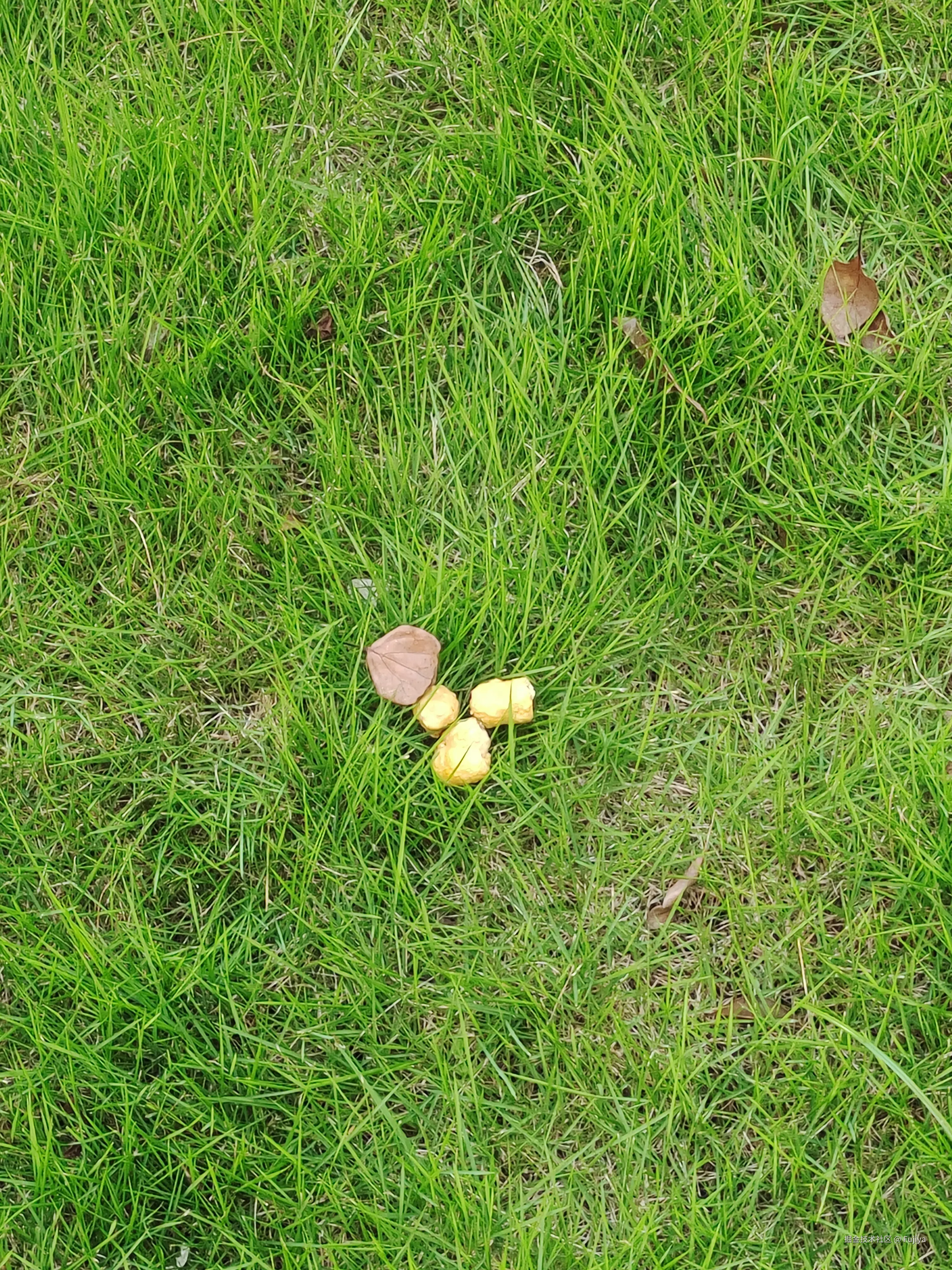 Fujiya于2025-07-01 15:38发布的图片