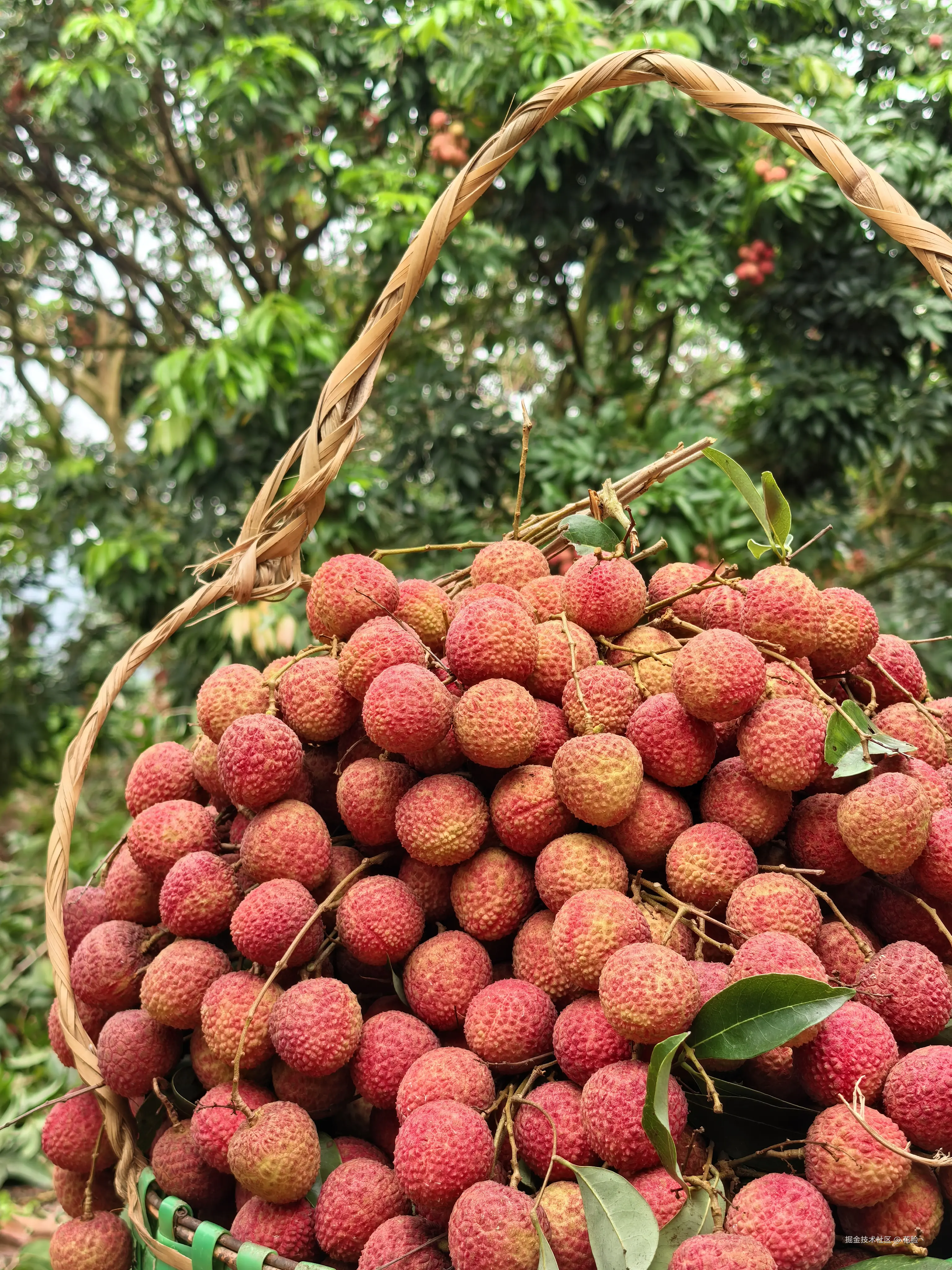 花脸丶于2025-06-05 00:27发布的图片
