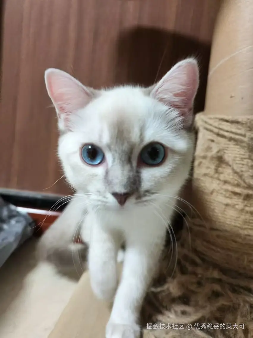 优秀稳妥的菜大可于2024-09-06 16:30发布的图片