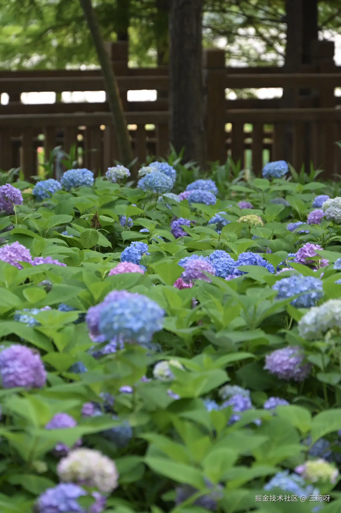 三碗呀于2025-06-03 10:05发布的图片