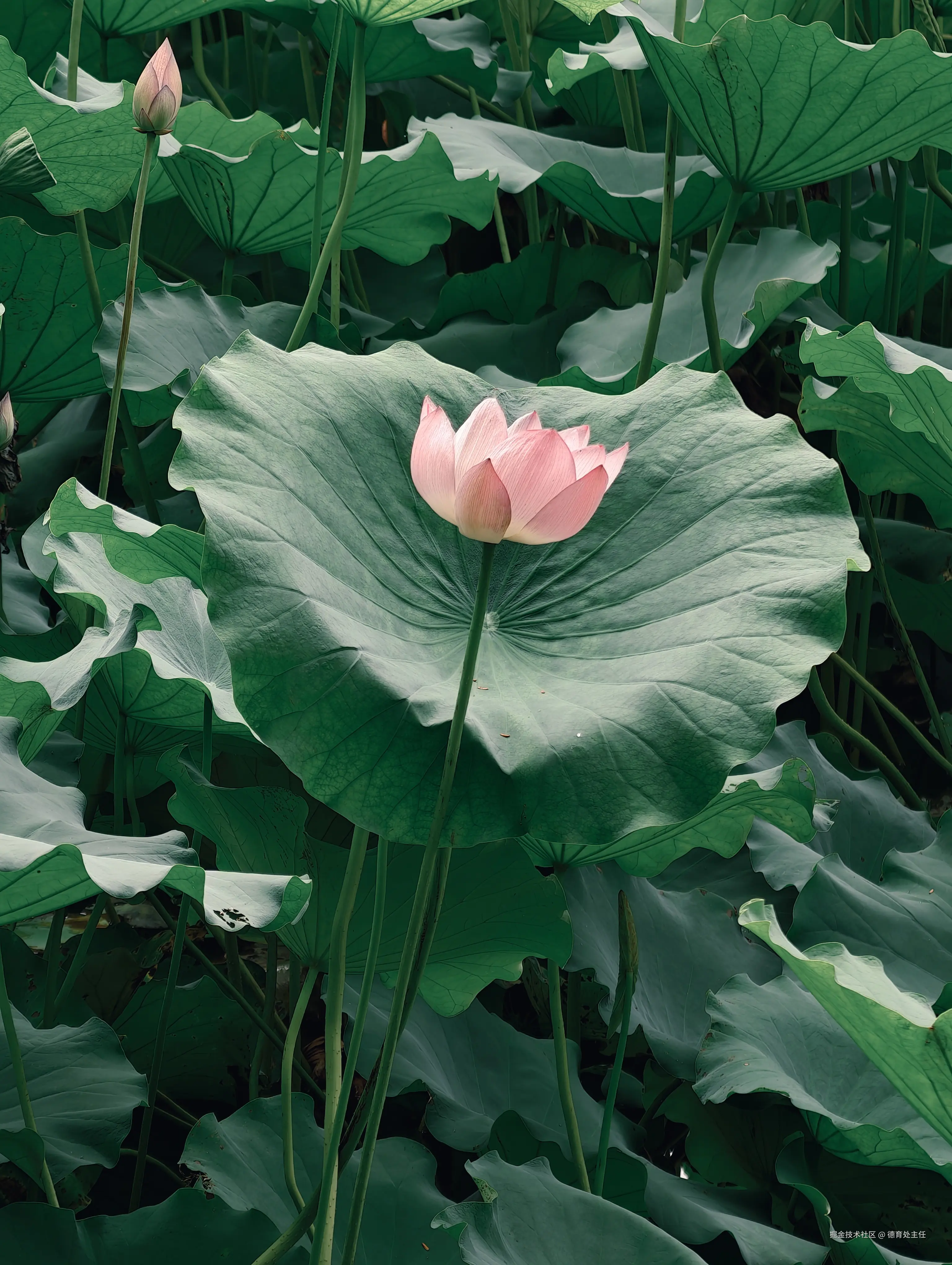 德育处主任于2025-06-02 14:27发布的图片