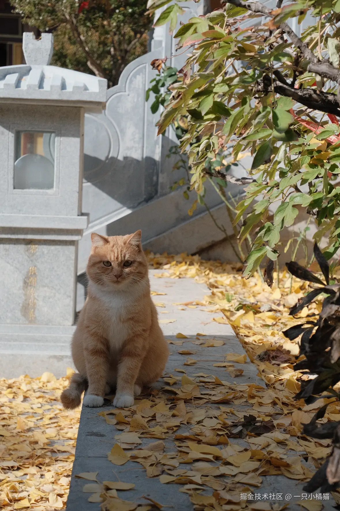 一只小橘猫于2024-11-17 16:56发布的图片