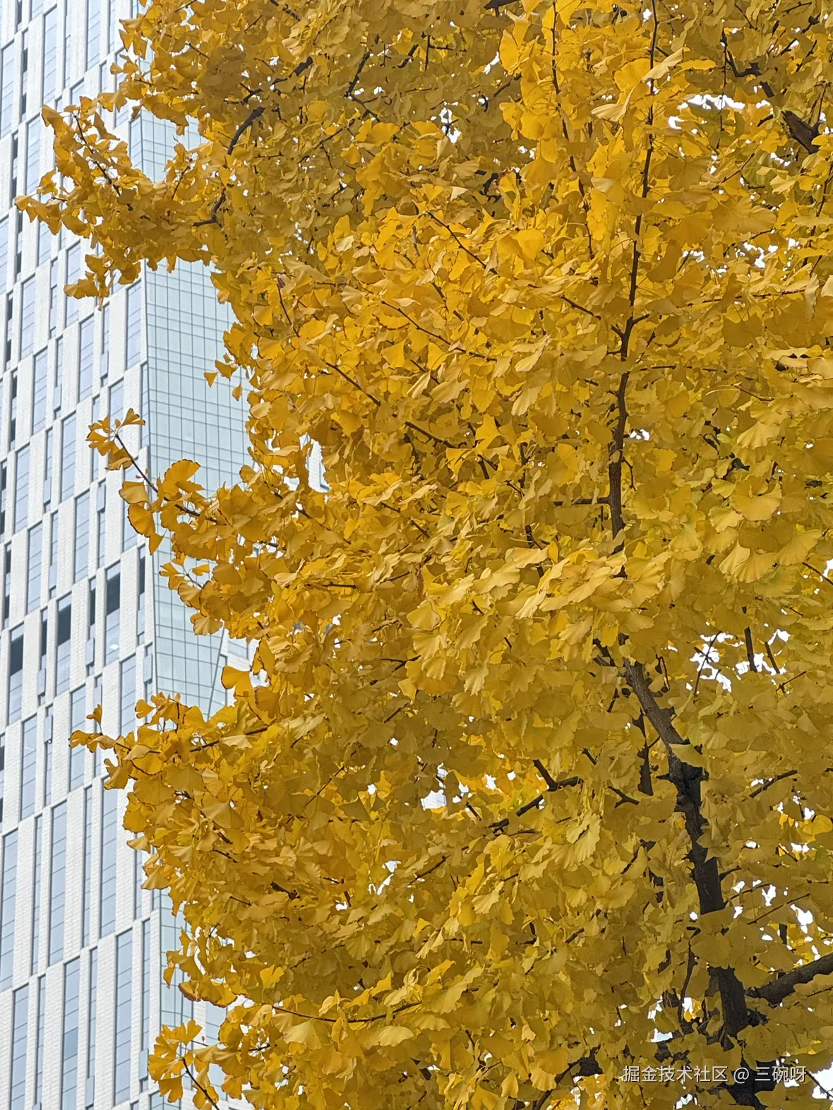 三碗呀于2024-12-05 15:39发布的图片