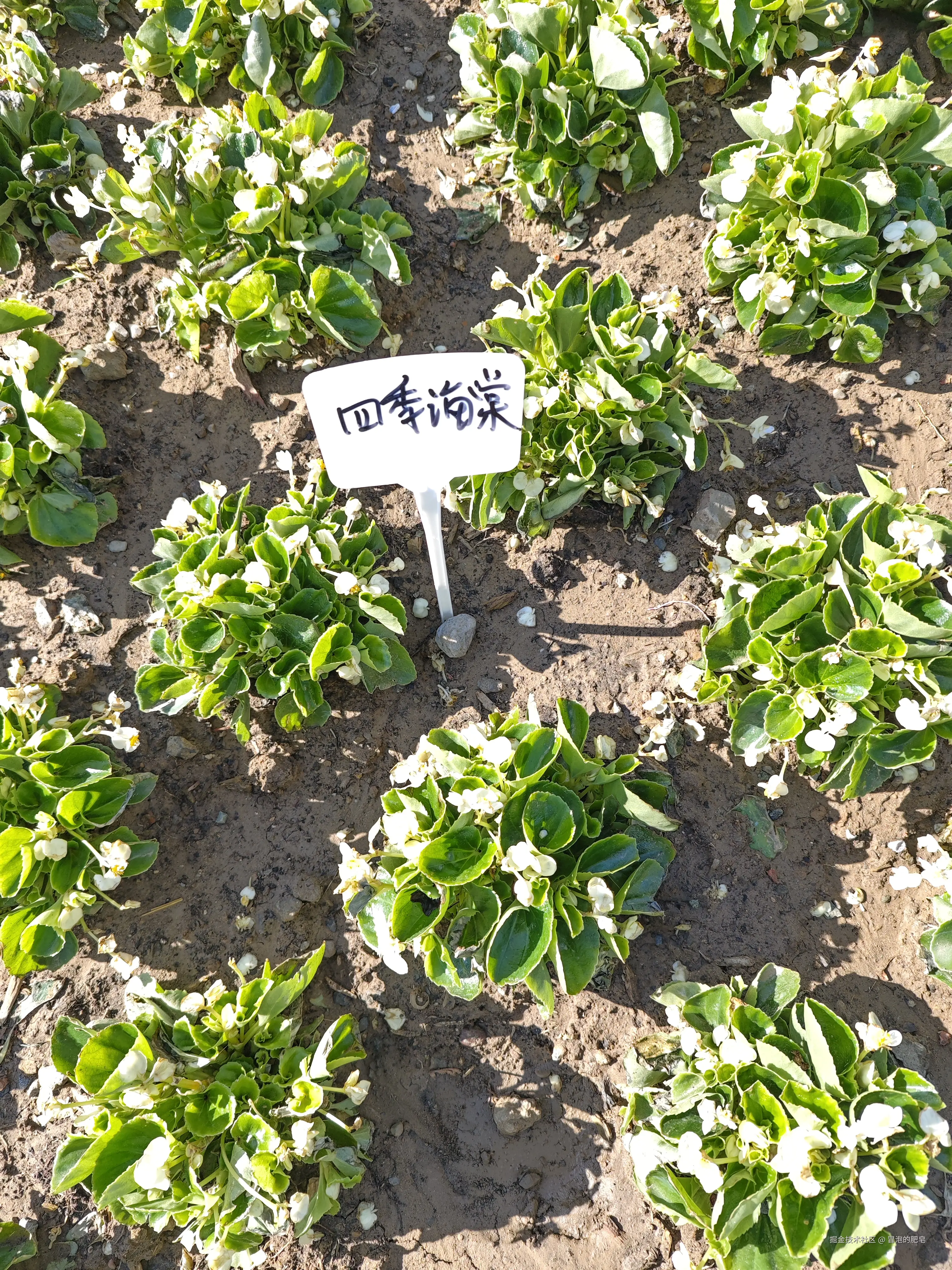 冒泡的肥皂于2025-04-05 11:12发布的图片