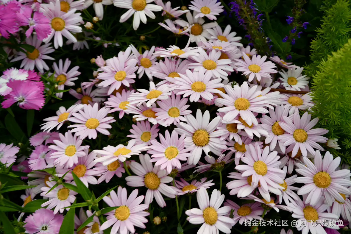 阿飞只想摸鱼于2025-05-30 13:58发布的图片