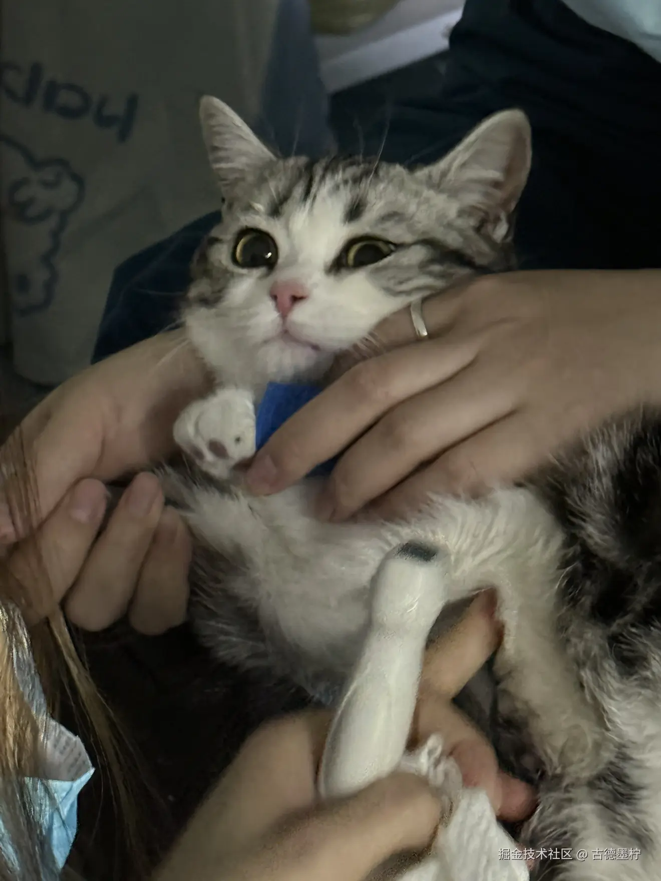 古德墨柠于2026-01-30 17:53发布的图片