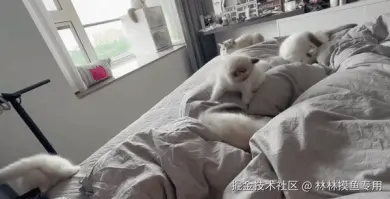 林林摸鱼专用于2024-11-13 09:18发布的图片