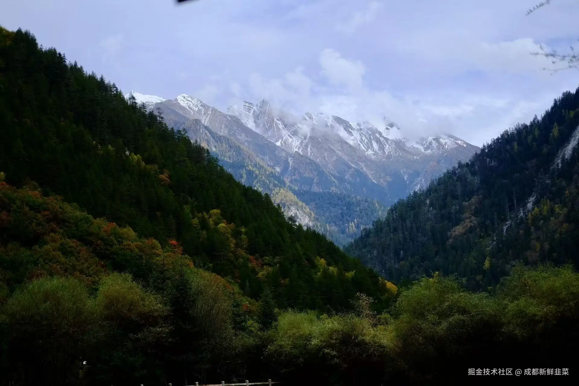 成都新鲜韭菜于2025-11-03 02:42发布的图片