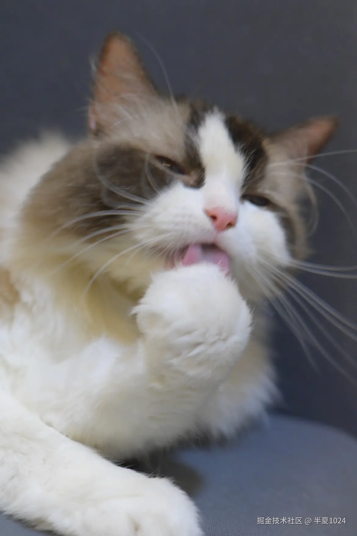 半夏1024于2024-08-05 09:56发布的图片