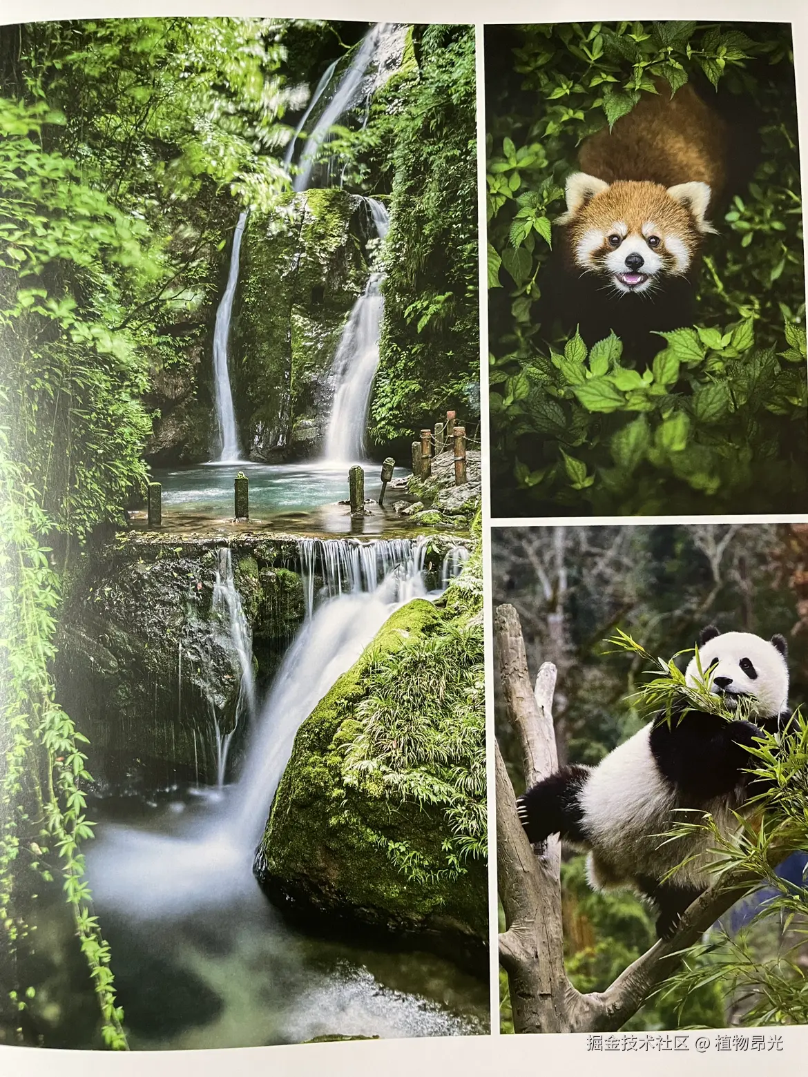 植物昂光于2026-04-04 17:22发布的图片