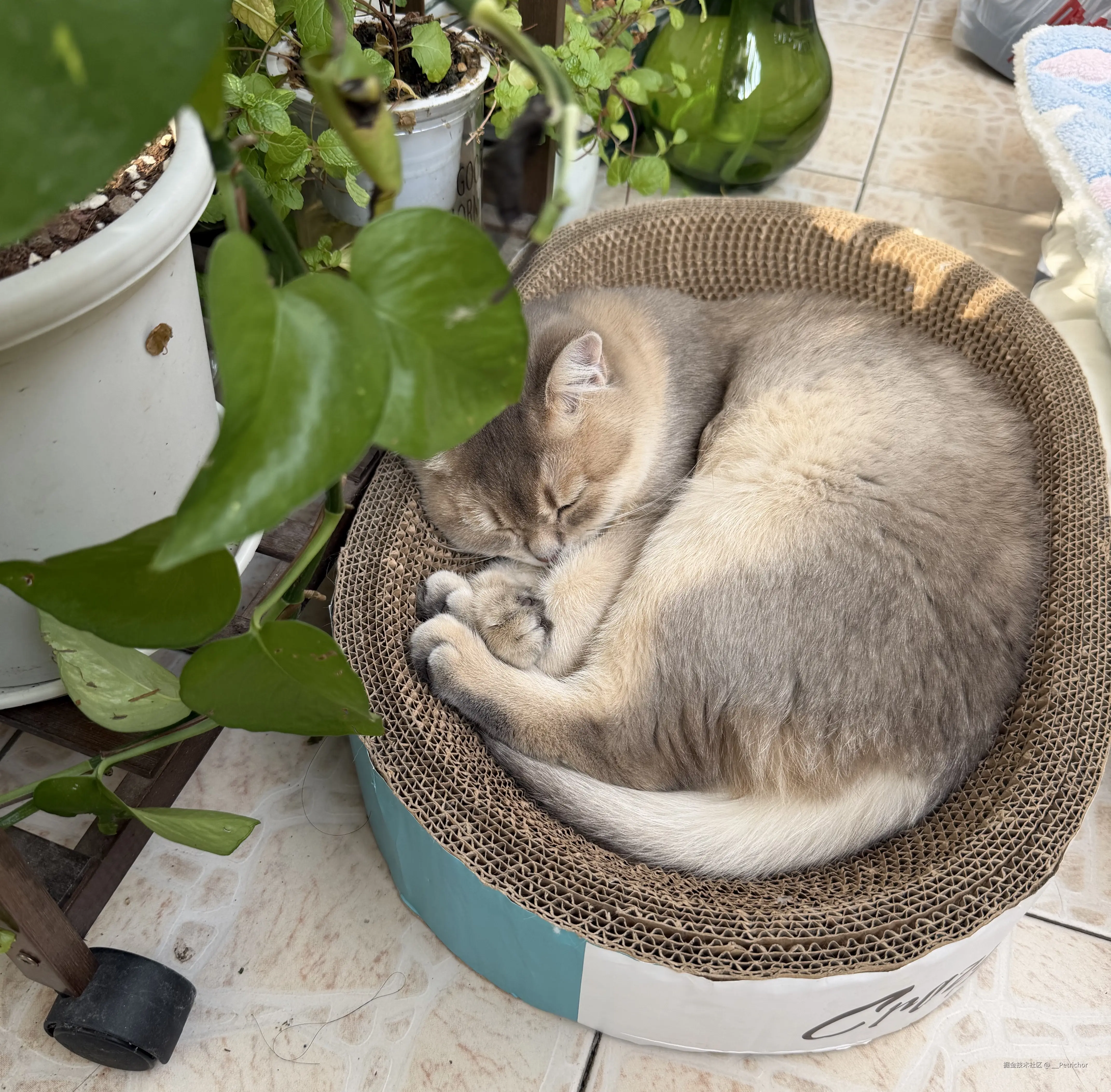 __Petrichor于2026-01-23 14:45发布的图片