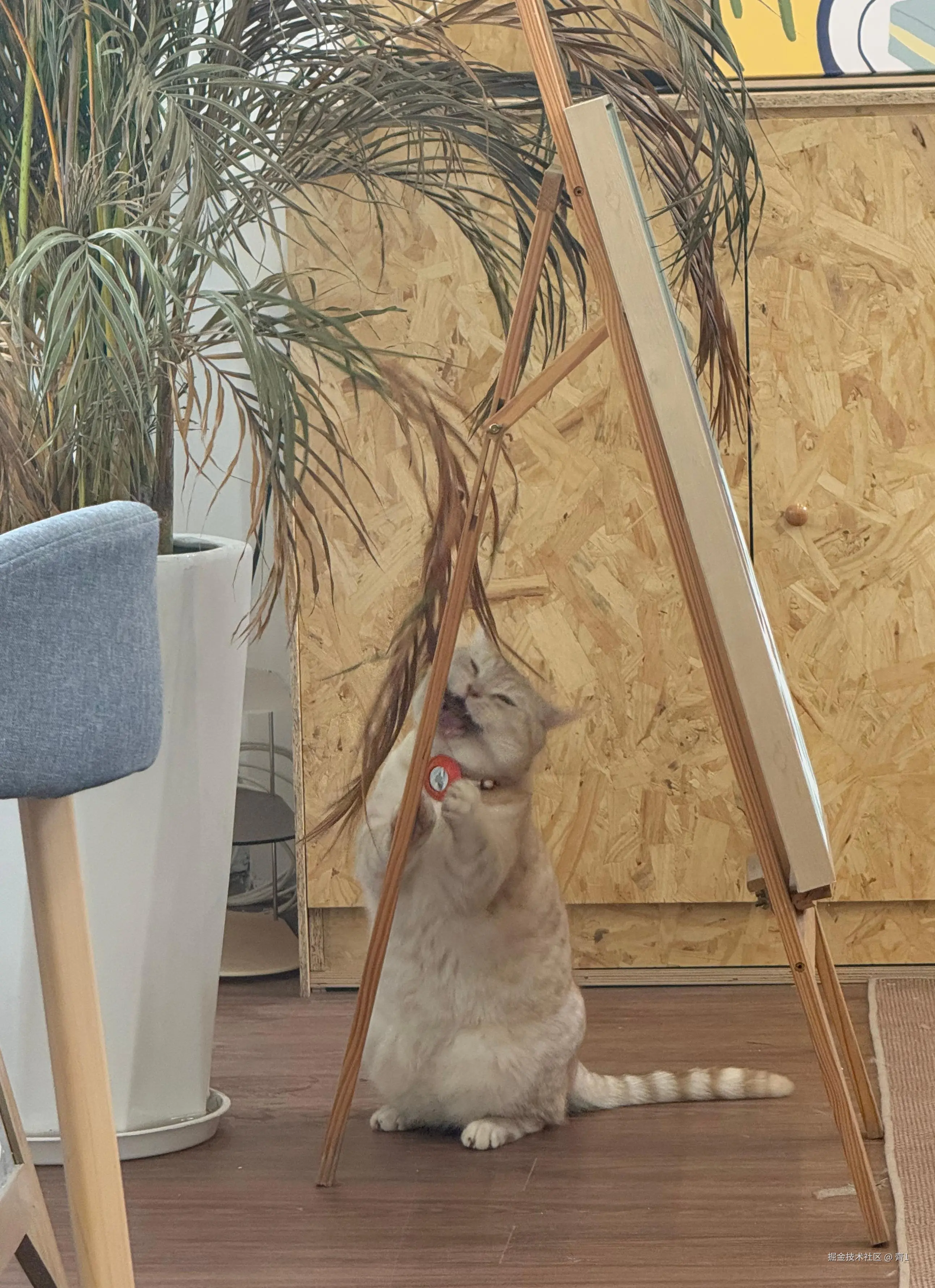 齊1于2025-03-27 14:11发布的图片