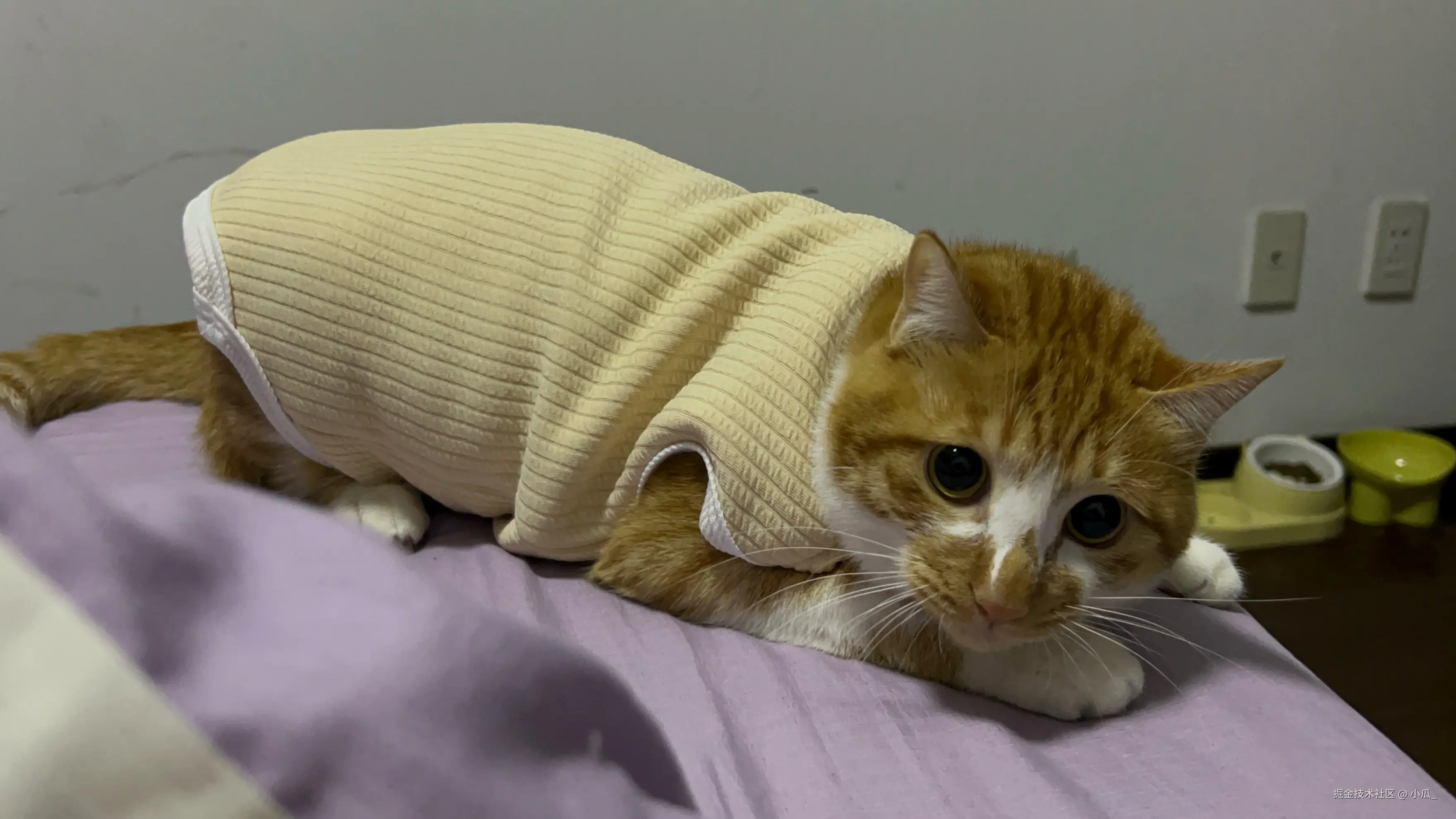 小瓜_于2025-11-20 14:28发布的图片