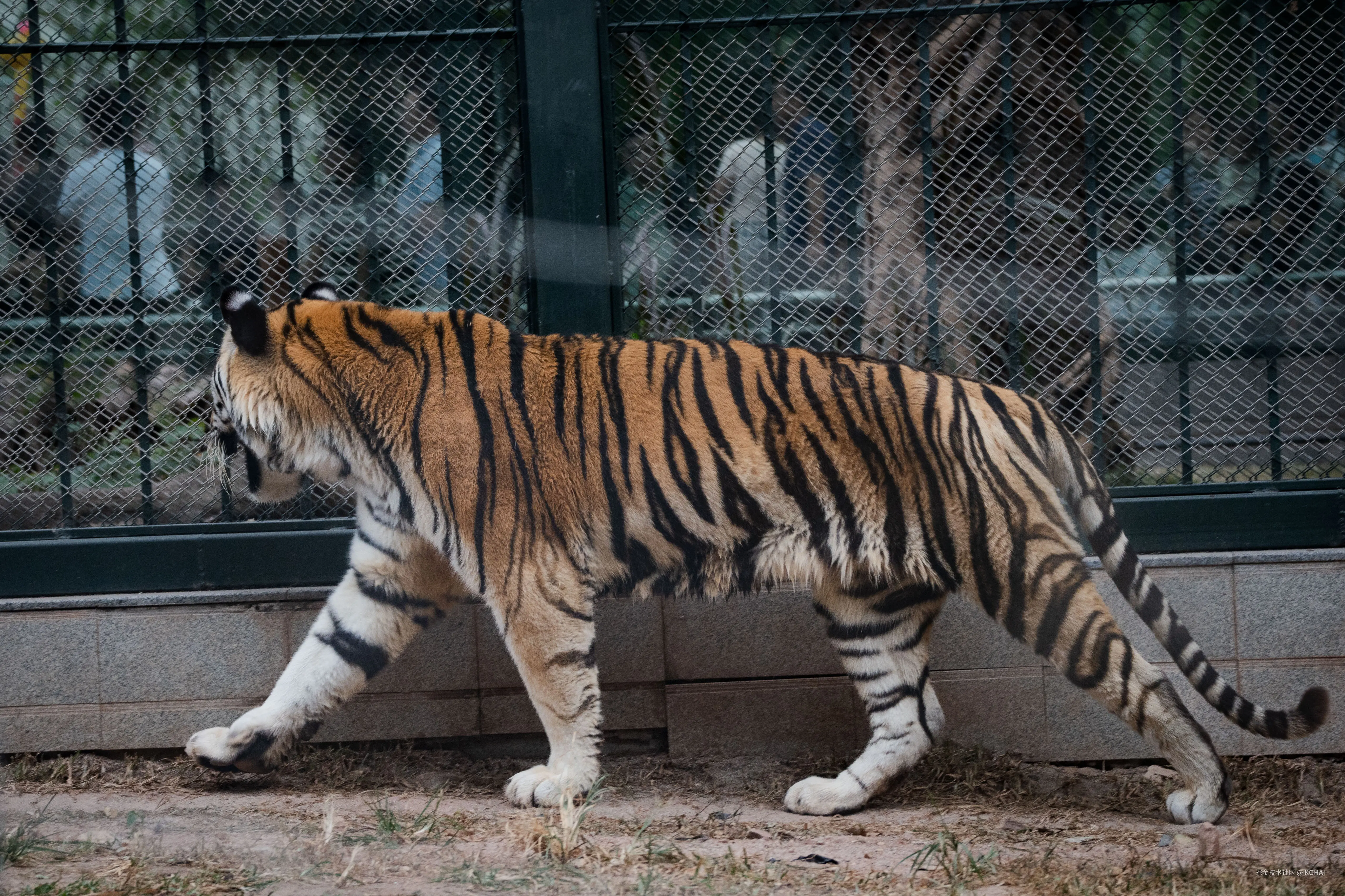 KOHAI于2024-11-04 23:36发布的图片