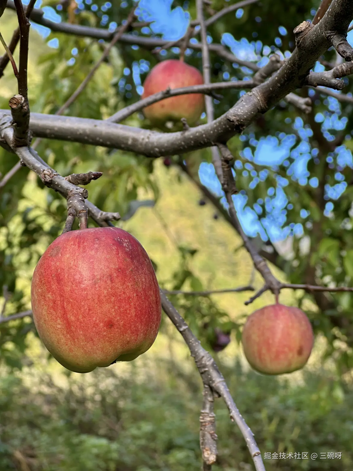 三碗呀于2025-11-24 10:42发布的图片