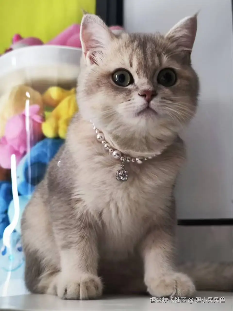 胆小呆呆兽于2026-02-28 09:38发布的图片