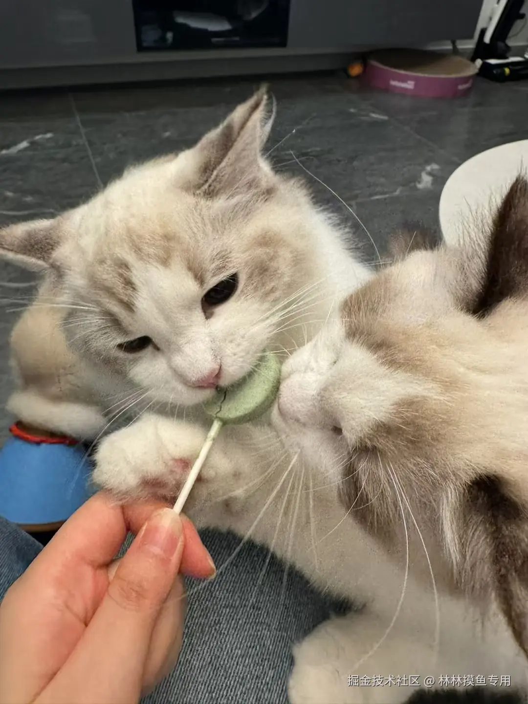 林林摸鱼专用于2024-10-29 11:33发布的图片