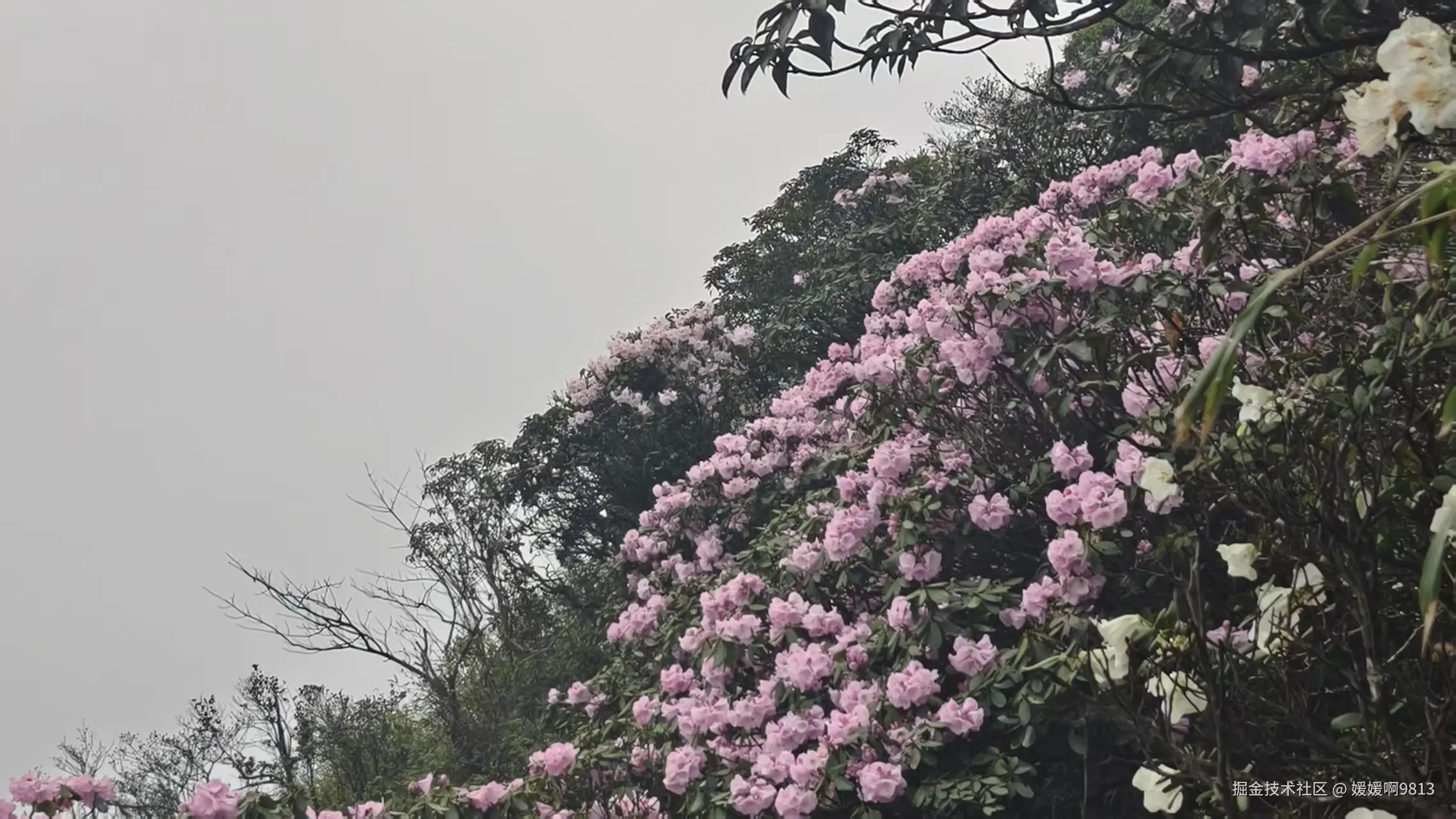 媛媛啊9813于2026-04-12 04:04发布的图片