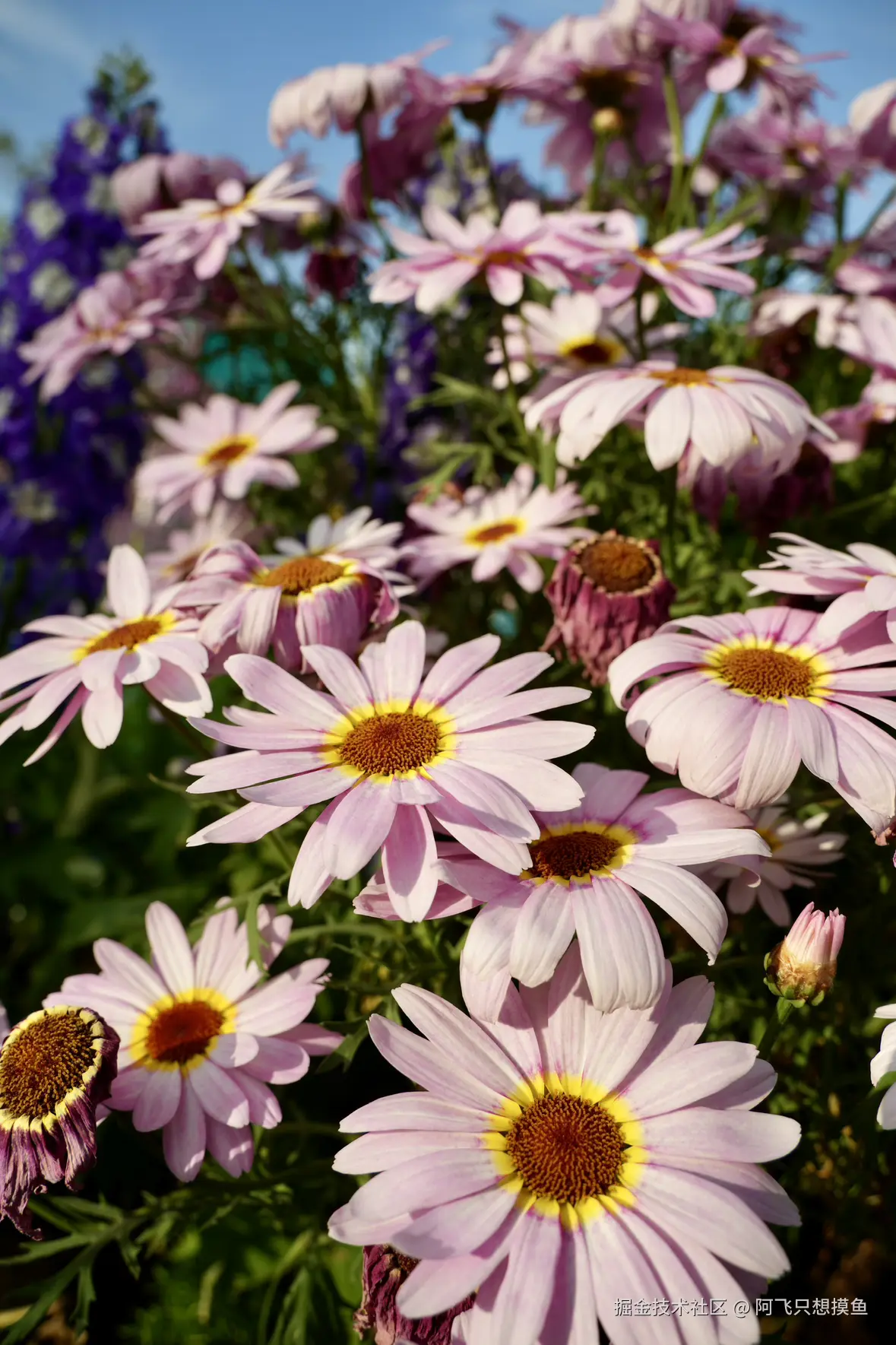 阿飞只想摸鱼于2025-05-30 13:58发布的图片