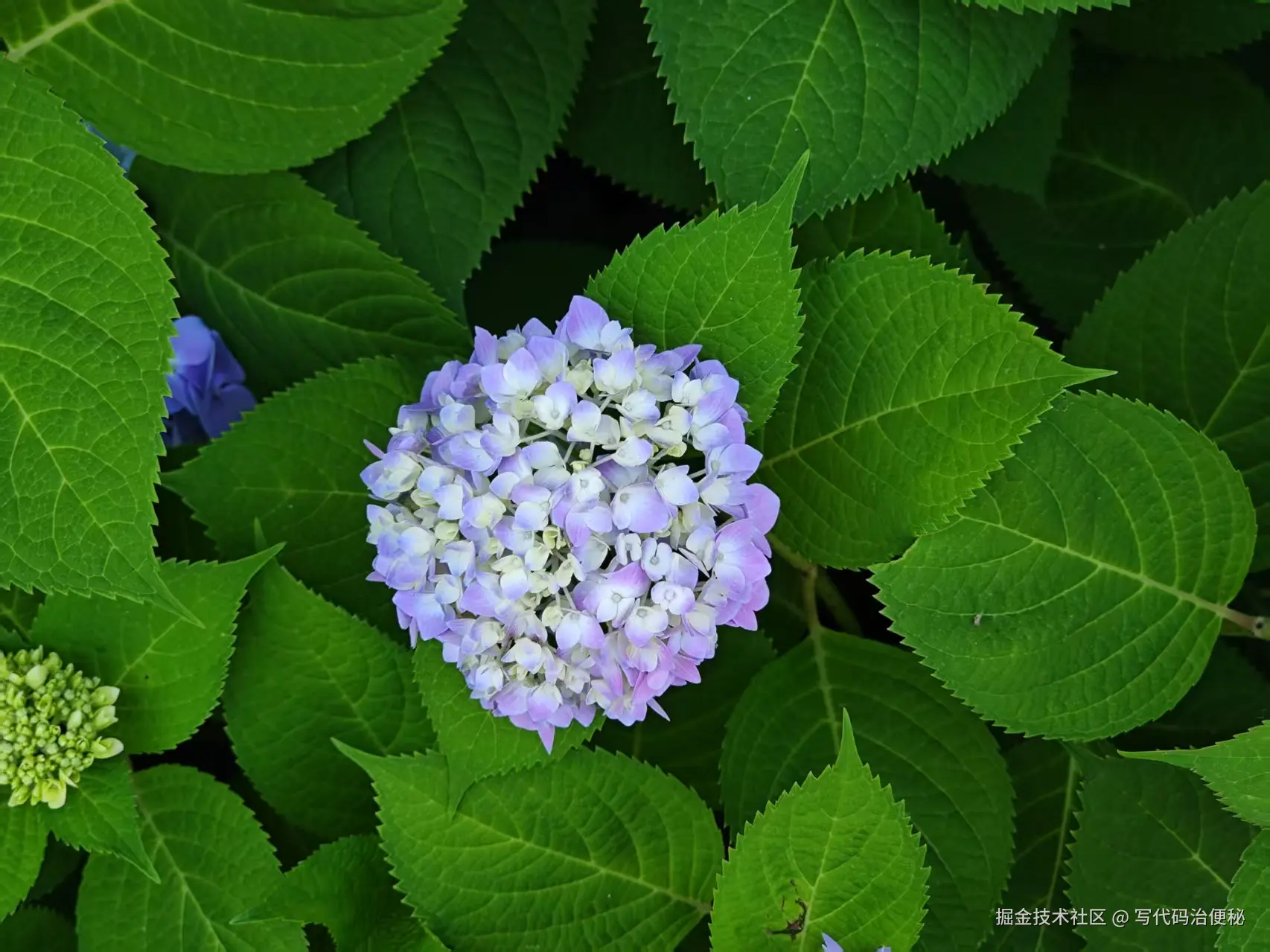 写代码治便秘于2025-05-13 10:10发布的图片