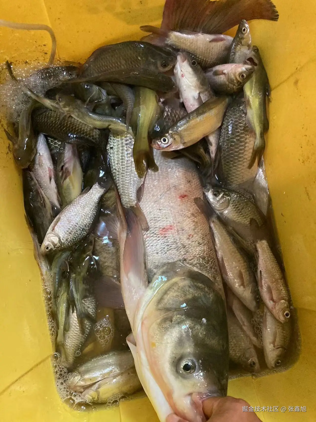 张鑫旭于2024-09-23 11:46发布的图片