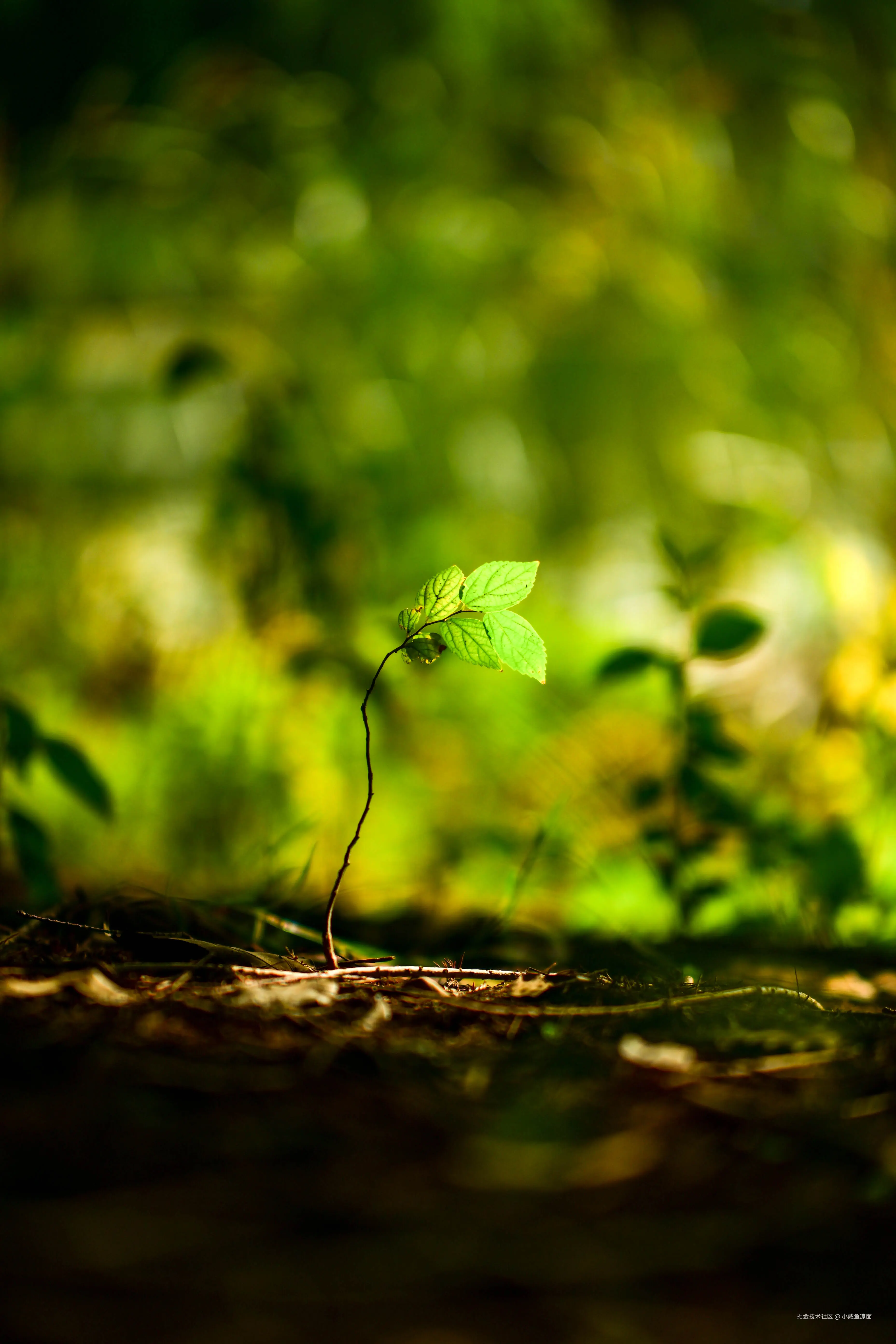 小咸鱼凉面于2025-11-13 09:14发布的图片