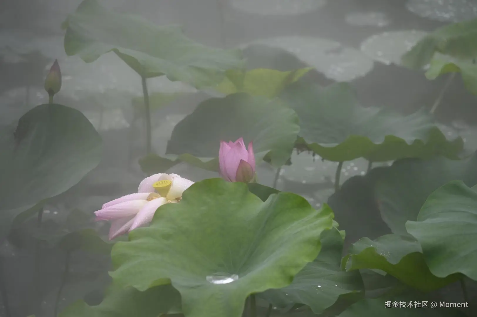 Moment于2025-06-16 14:48发布的图片