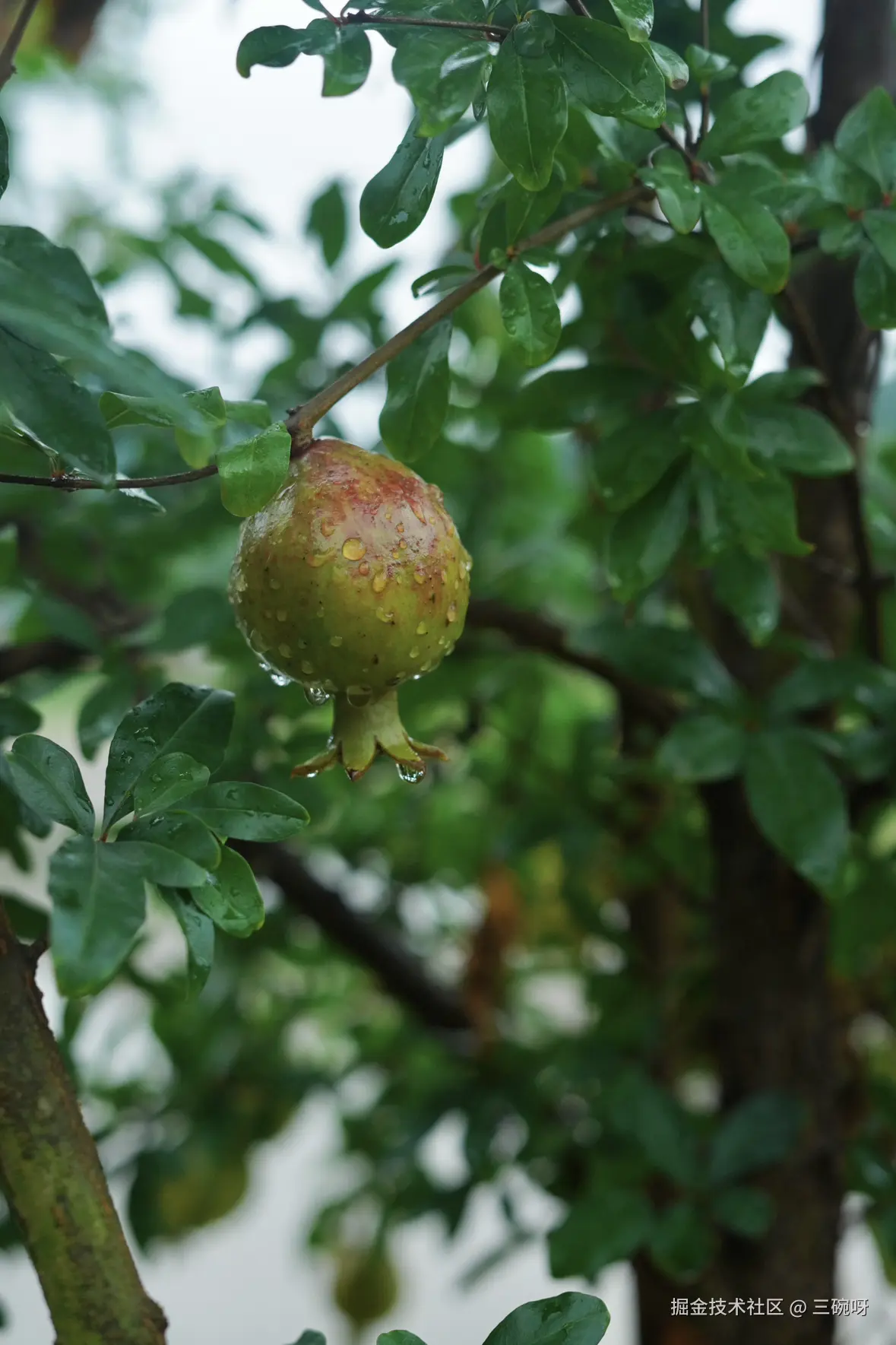 三碗呀于2025-07-07 10:07发布的图片