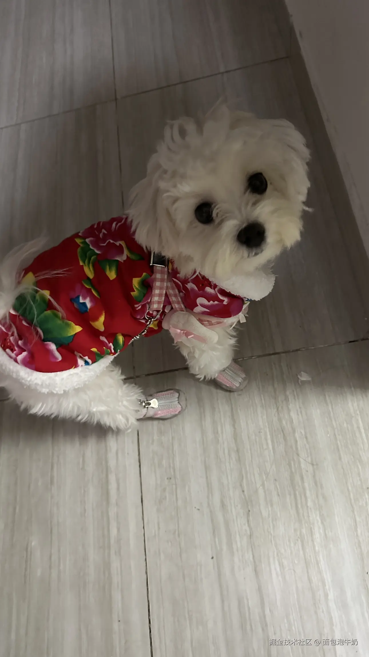 面包泡牛奶于2026-01-01 17:34发布的图片