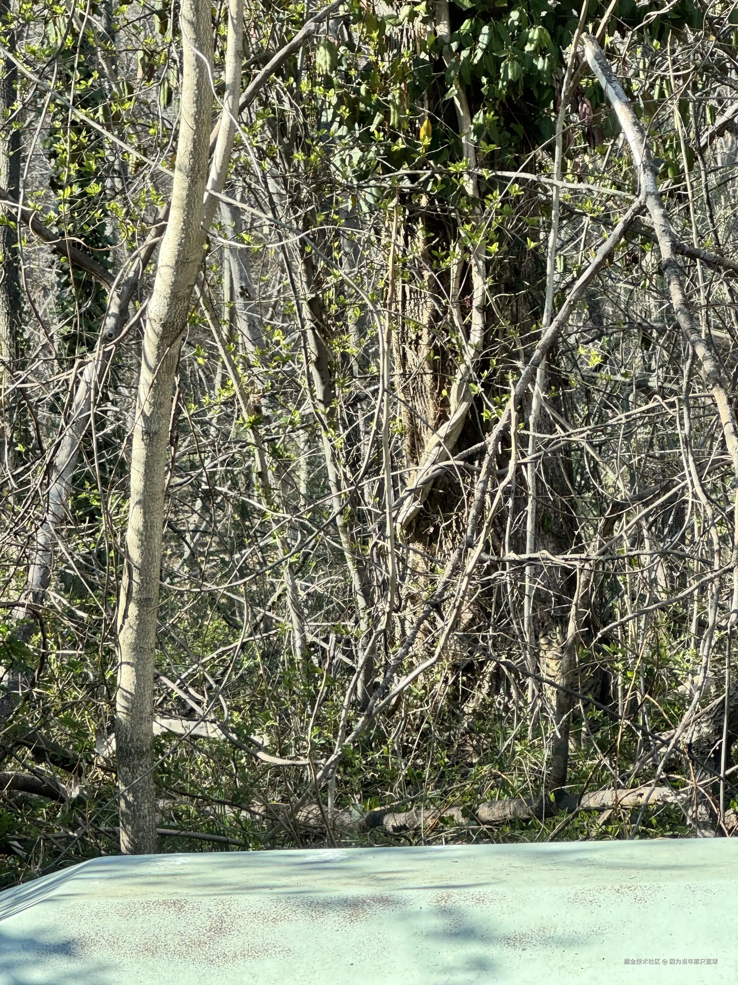 因为当年那只篮球于2026-03-31 15:03发布的图片