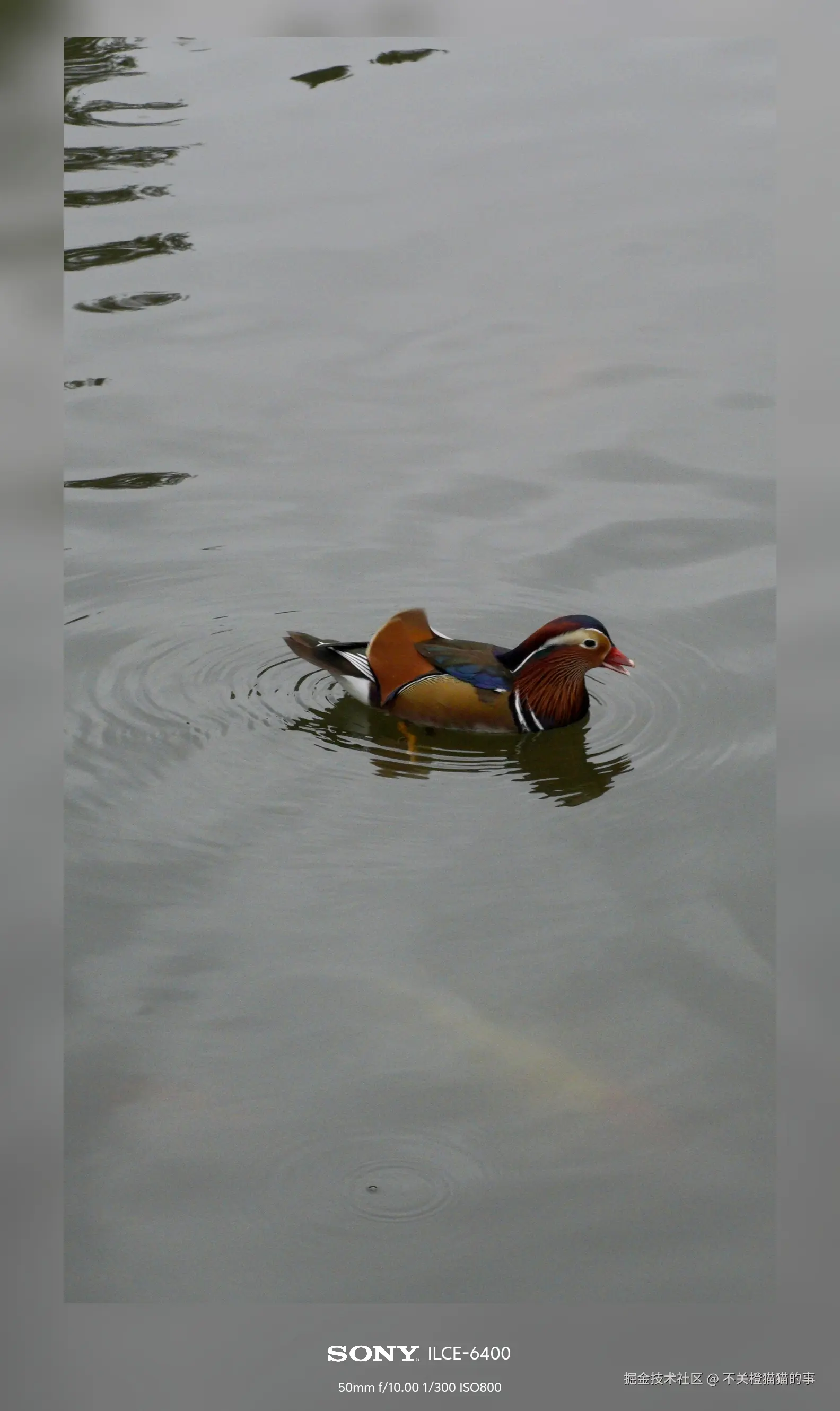 不关橙猫猫的事于2024-10-08 14:03发布的图片