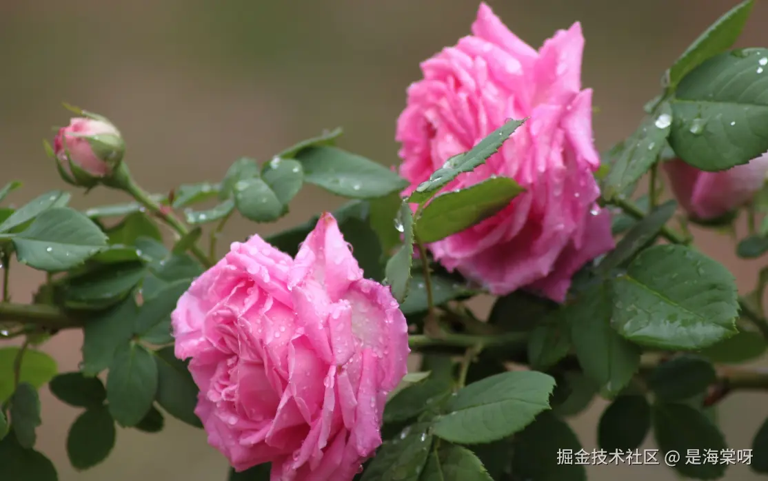 后端技术专栏