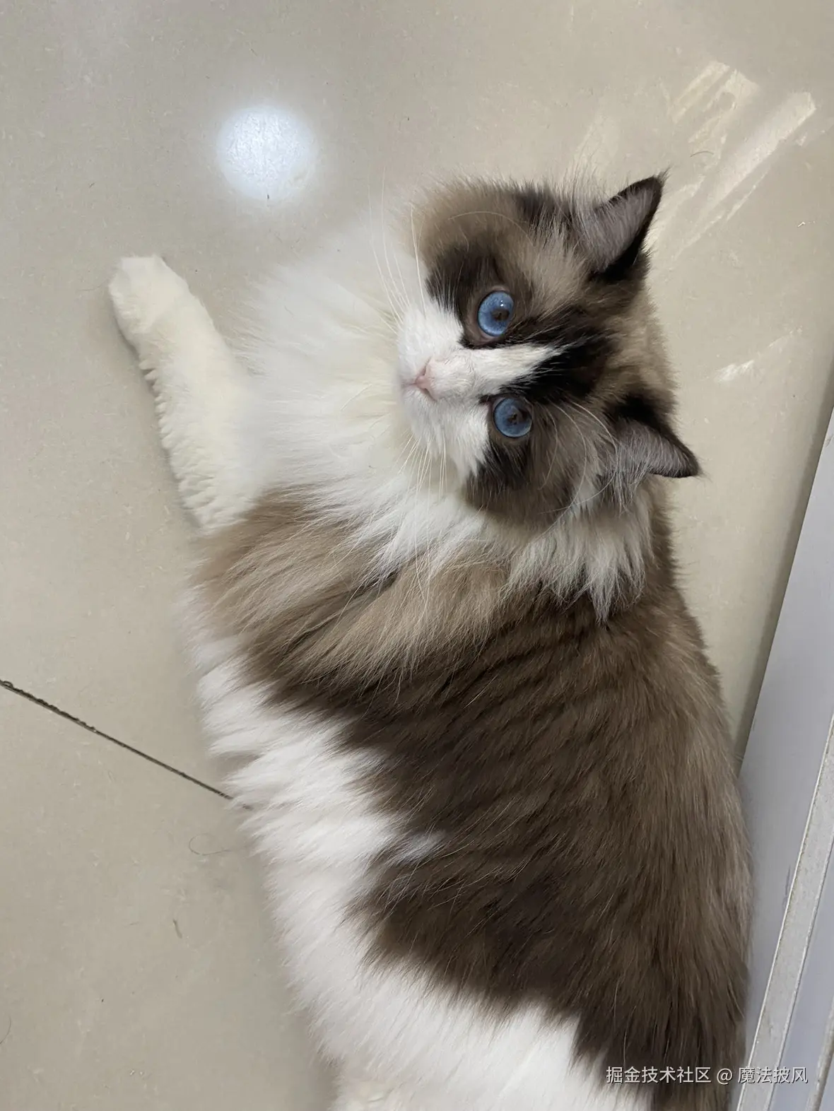 魔法披风于2025-09-26 11:19发布的图片