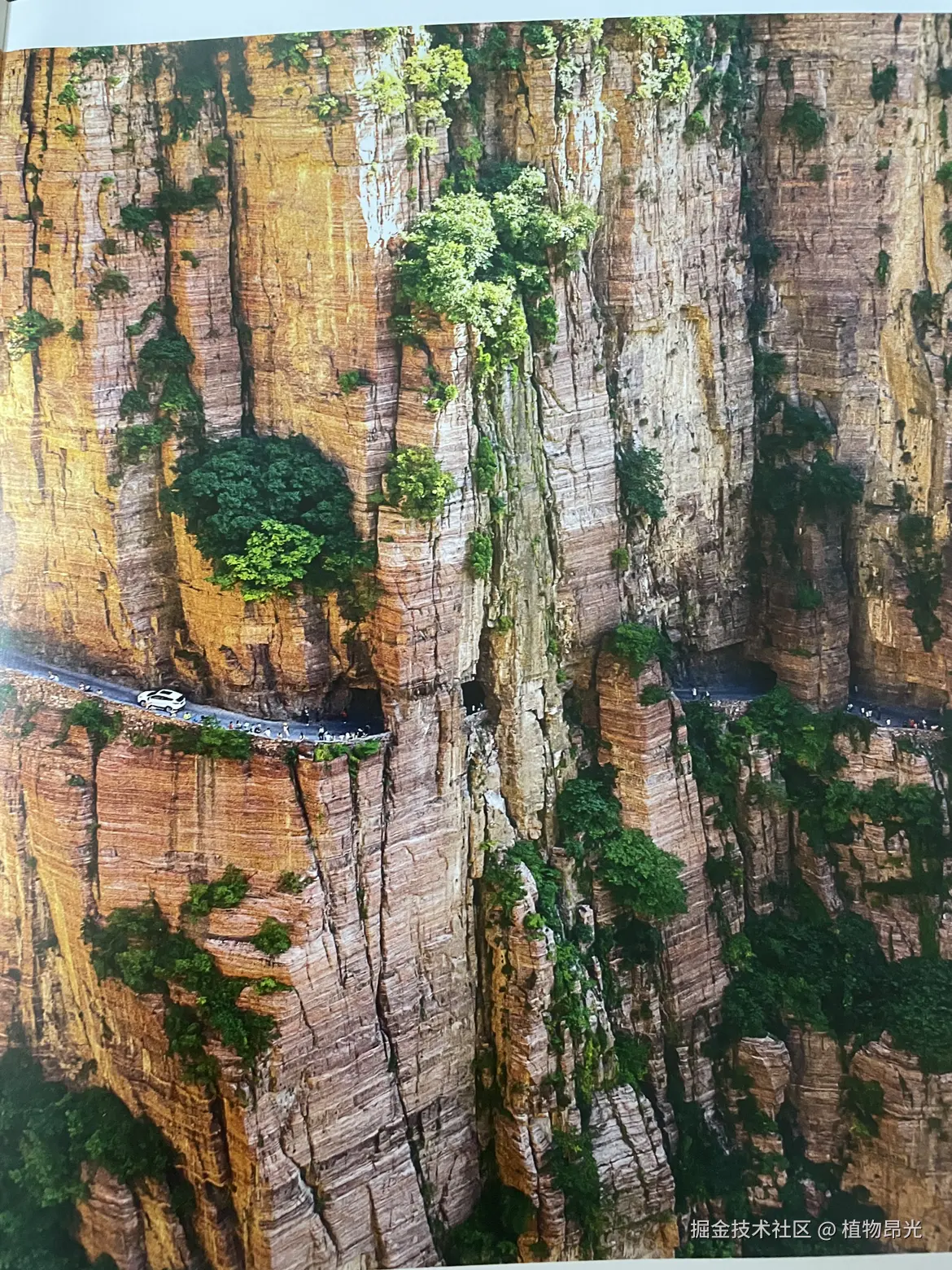 植物昂光于2026-04-10 21:41发布的图片