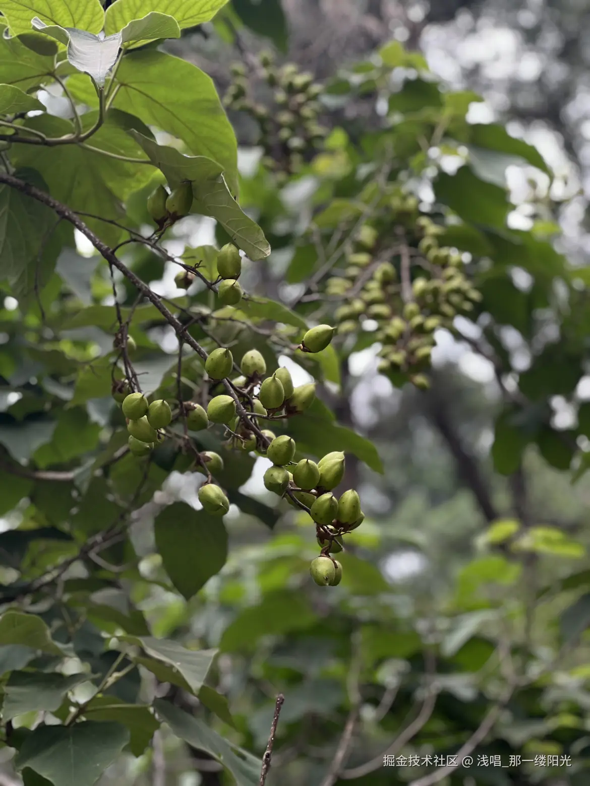 浅唱_那一缕阳光于2025-06-16 11:04发布的图片