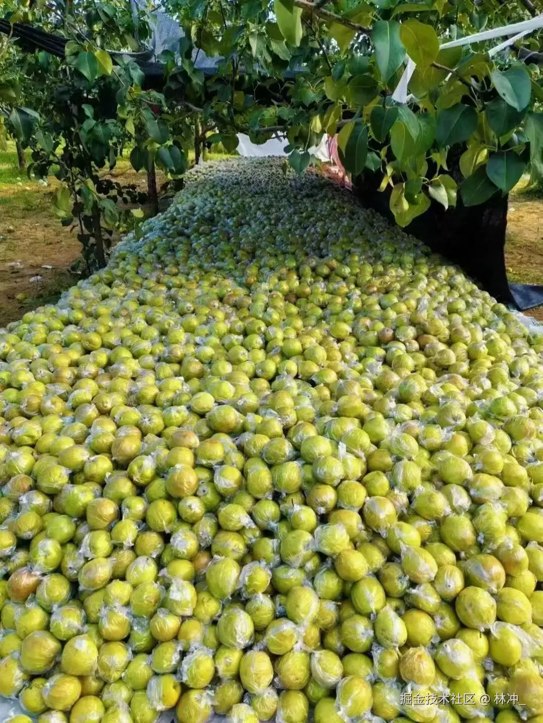 林冲_于2025-09-17 13:47发布的图片