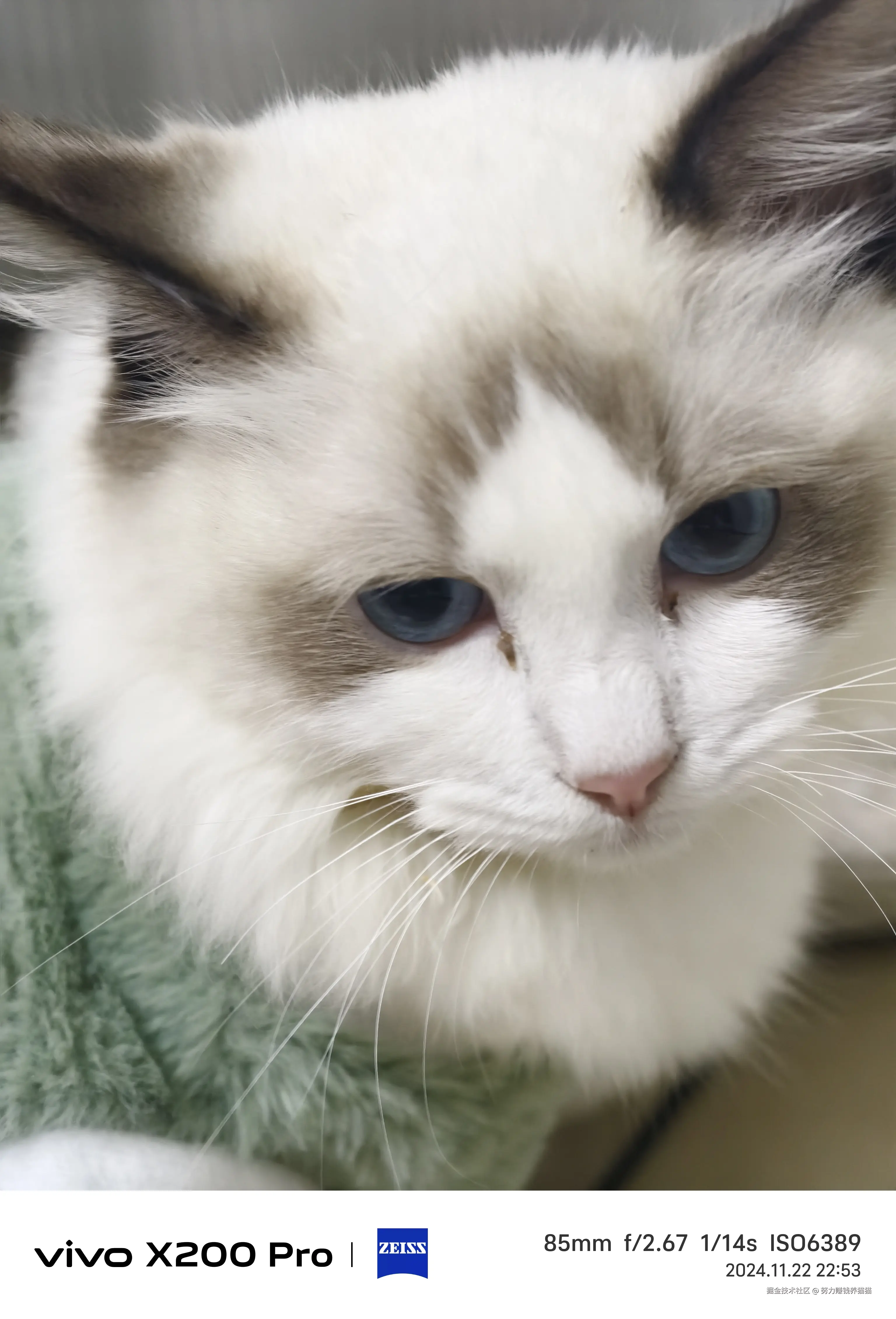 努力赚钱养猫猫于2024-12-05 01:47发布的图片