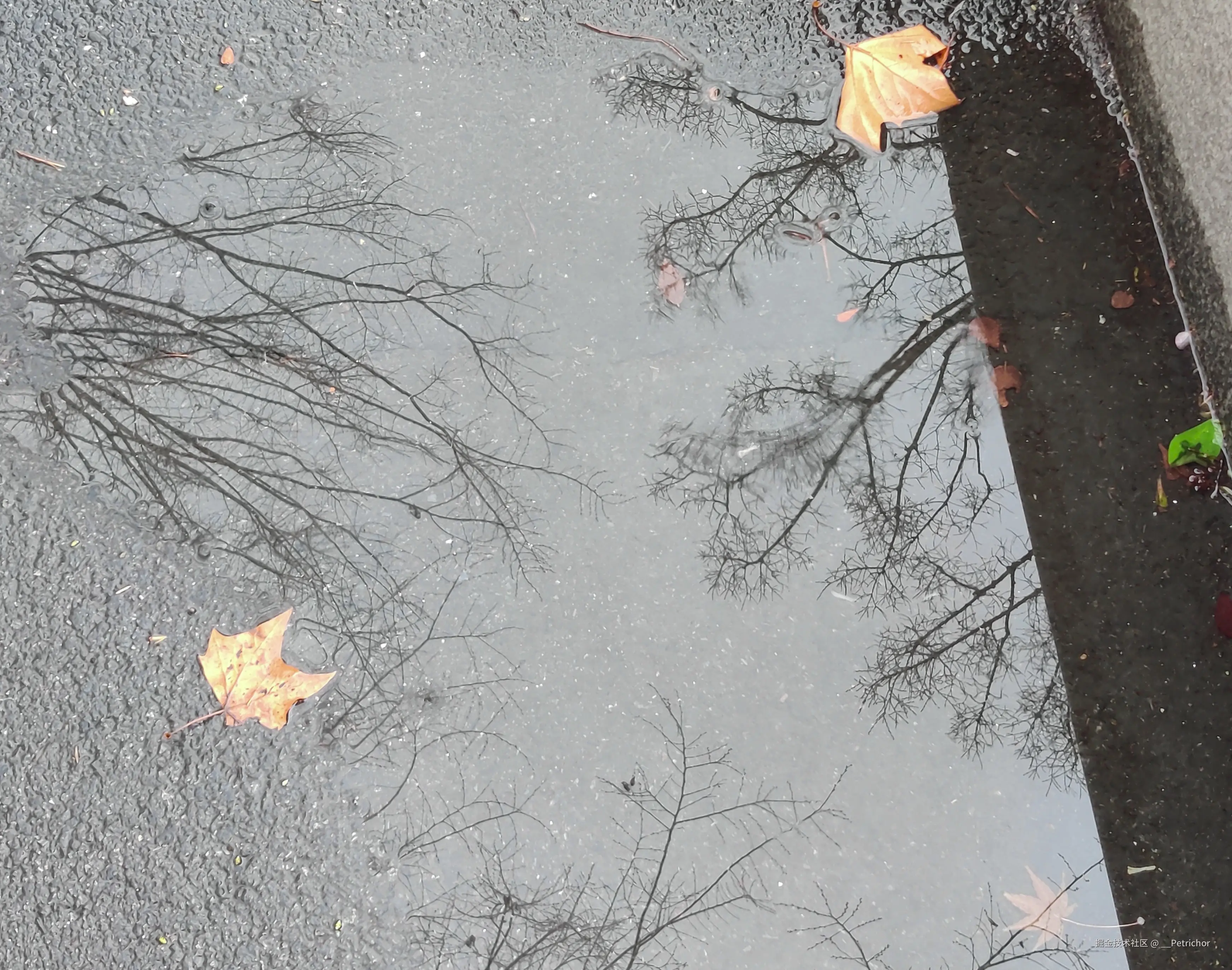 __Petrichor于2025-03-03 09:30发布的图片