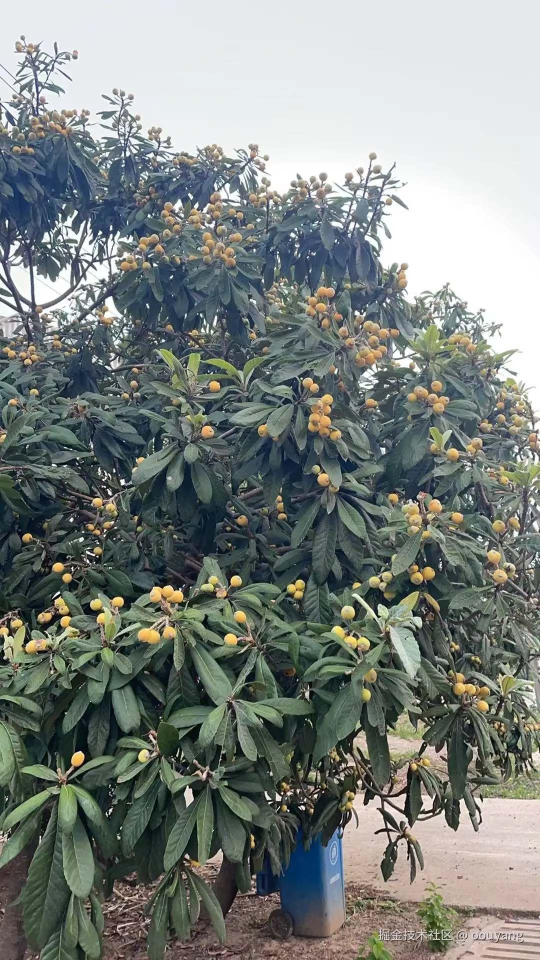 oouyang于2025-05-06 16:00发布的图片