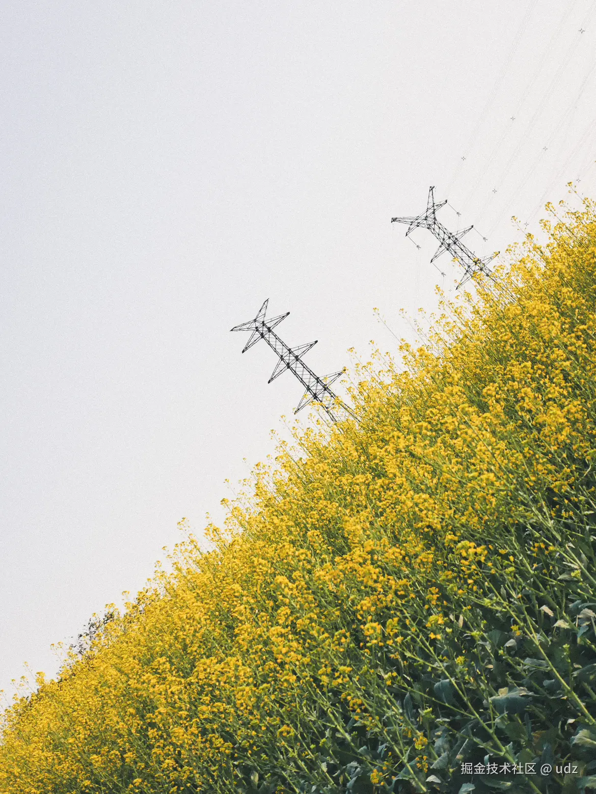 udz于2025-01-20 14:43发布的图片