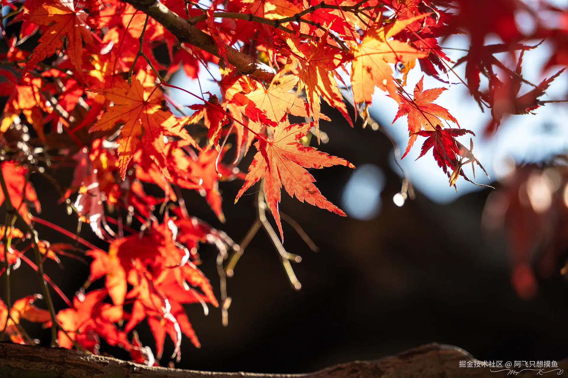 阿飞只想摸鱼于2024-12-19 14:47发布的图片