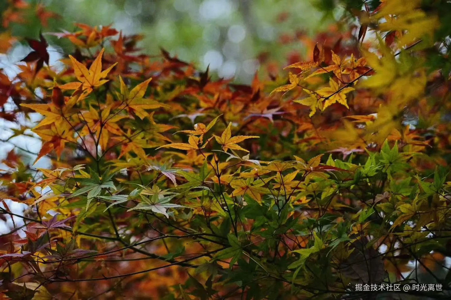 时光离世于2025-12-01 10:34发布的图片