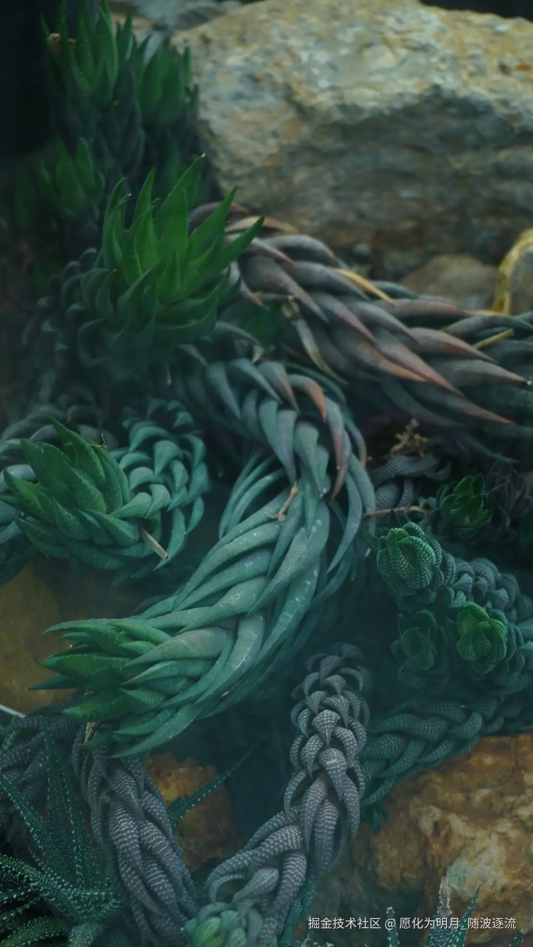 愿化为明月_随波逐流于2025-07-01 09:23发布的图片