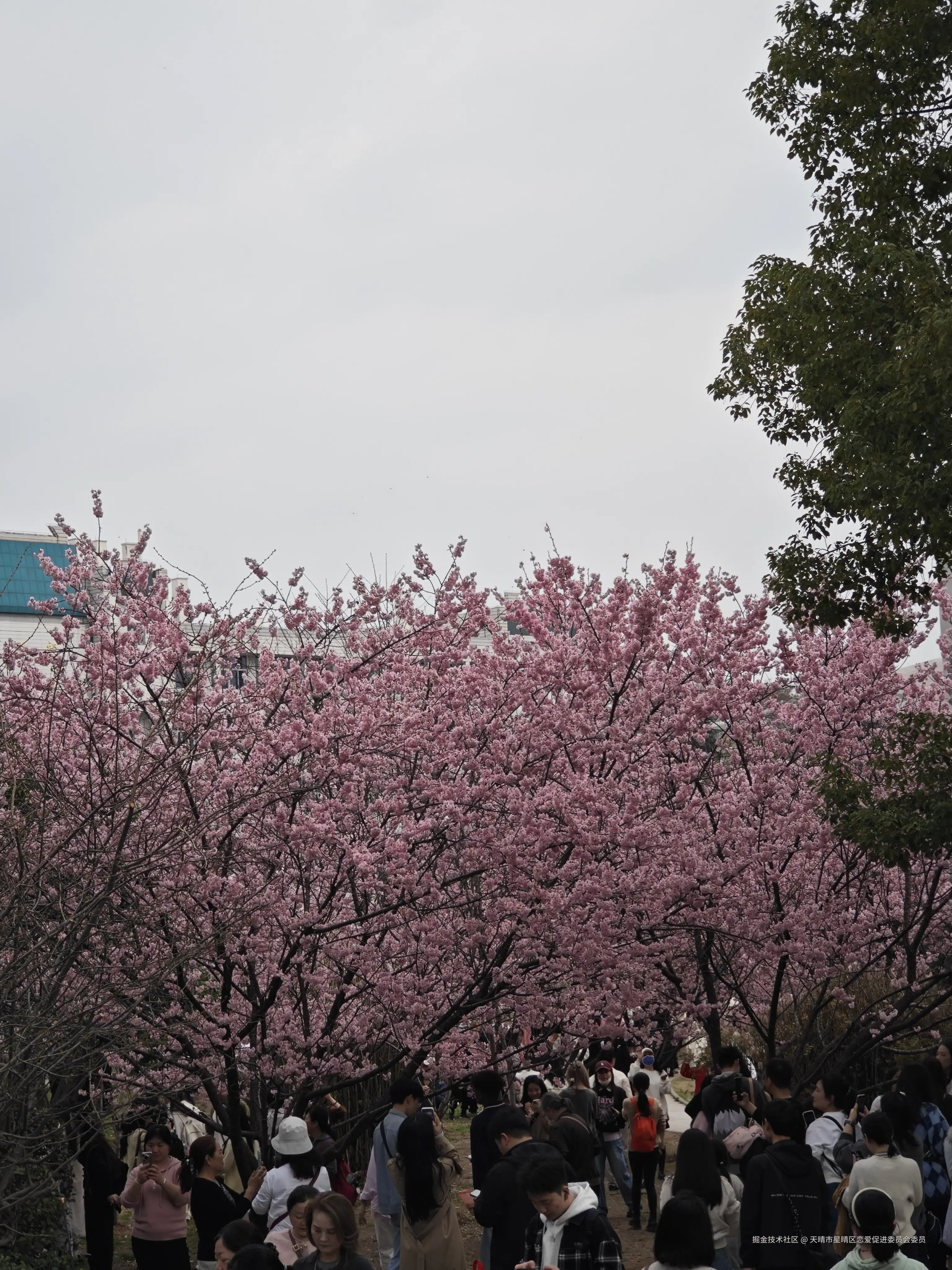 天晴市星晴区恋爱促进委员会委员于2025-03-03 10:35发布的图片