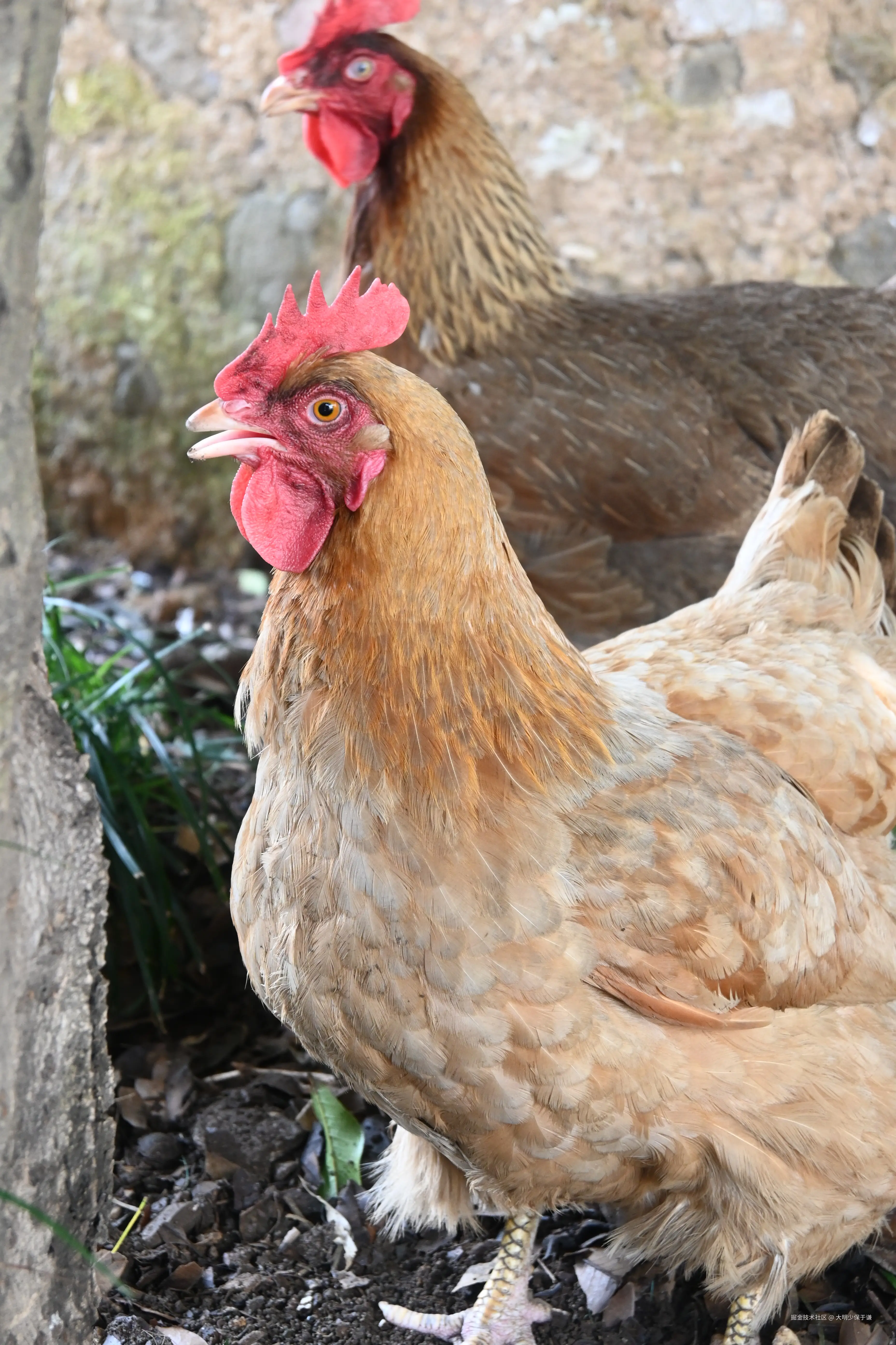 大明少保于谦于2025-07-02 11:33发布的图片