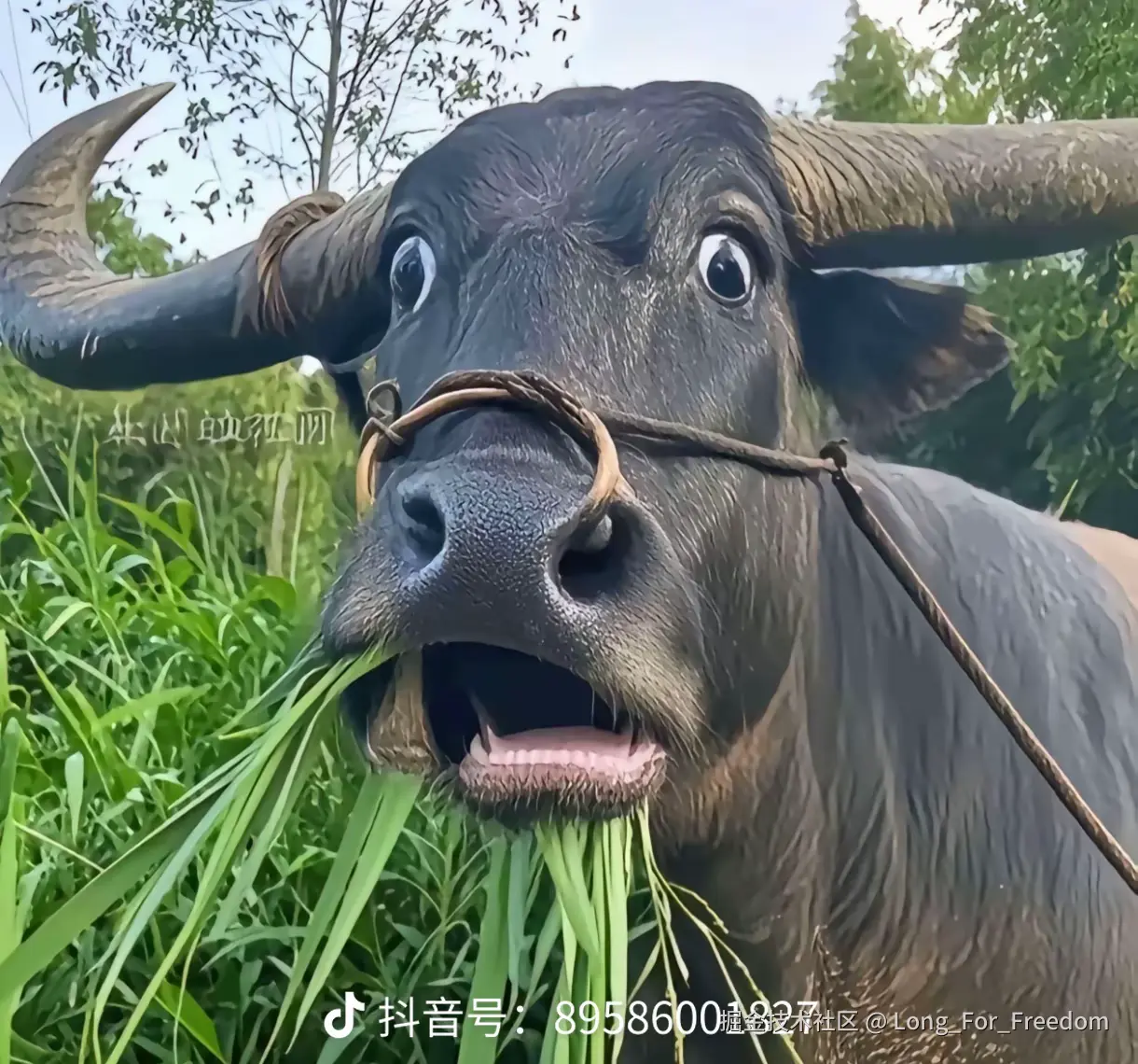 Long_For_Freedom于2025-06-27 17:27发布的图片