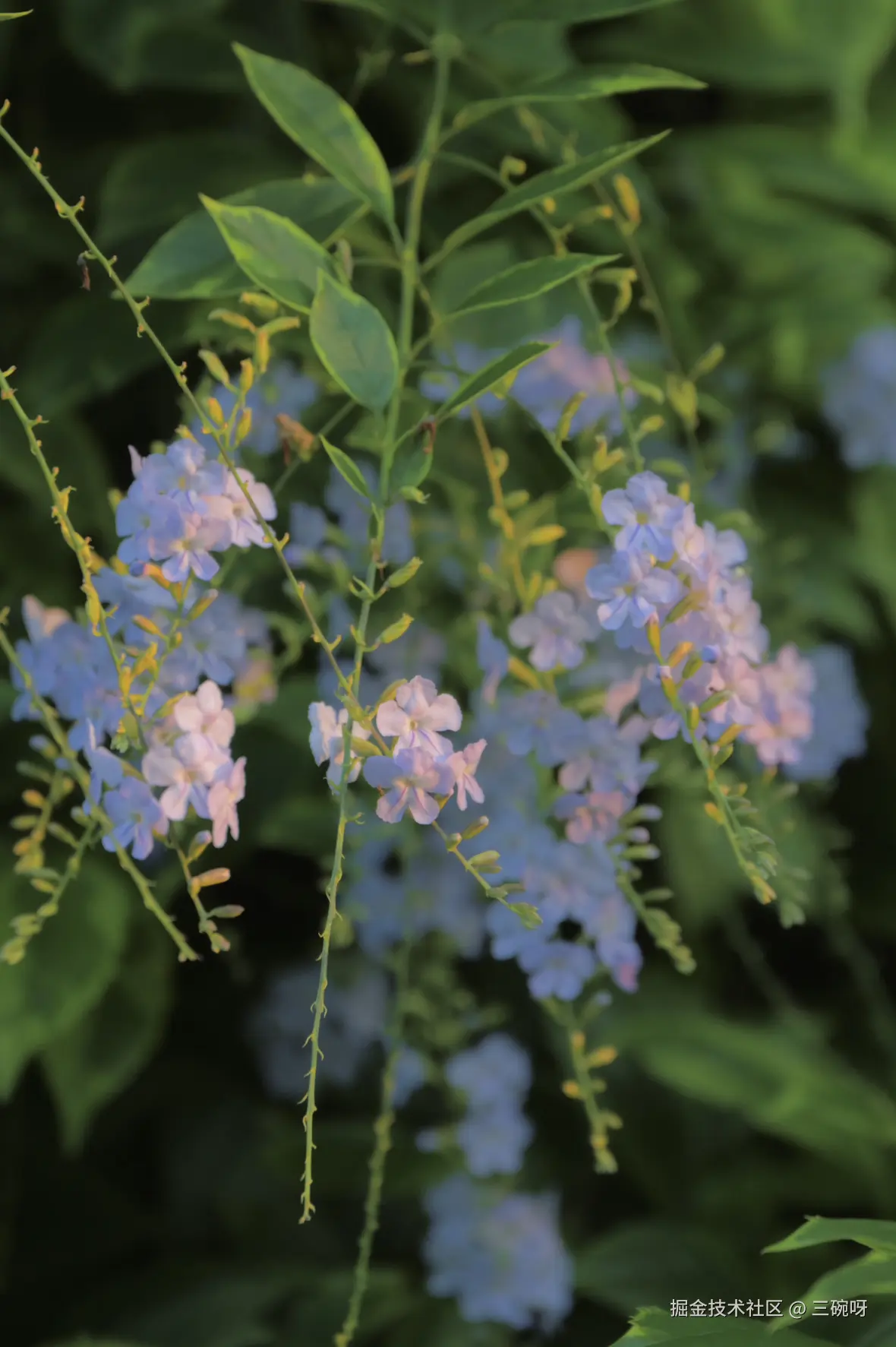 三碗呀于2025-09-23 08:58发布的图片