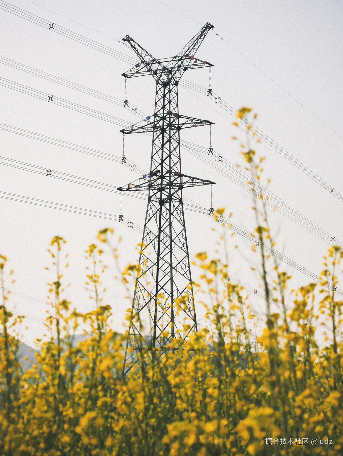 udz于2025-01-20 14:43发布的图片