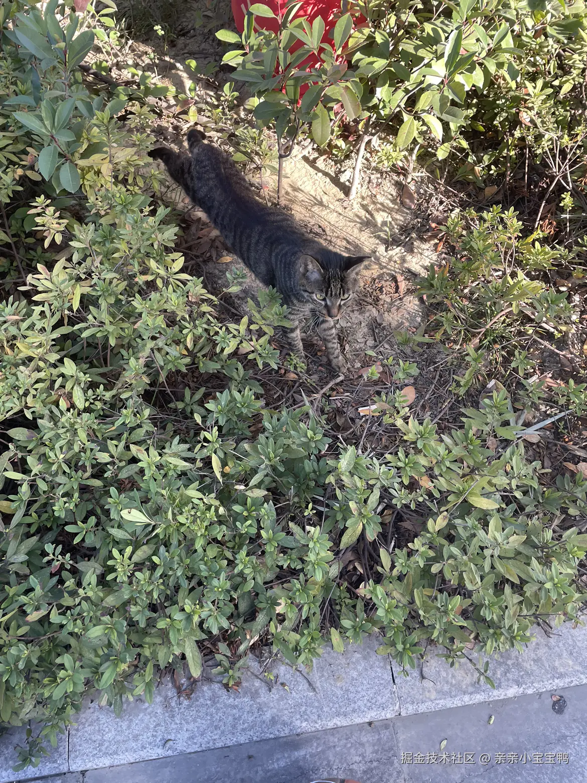 亲亲小宝宝鸭于2025-12-10 09:20发布的图片